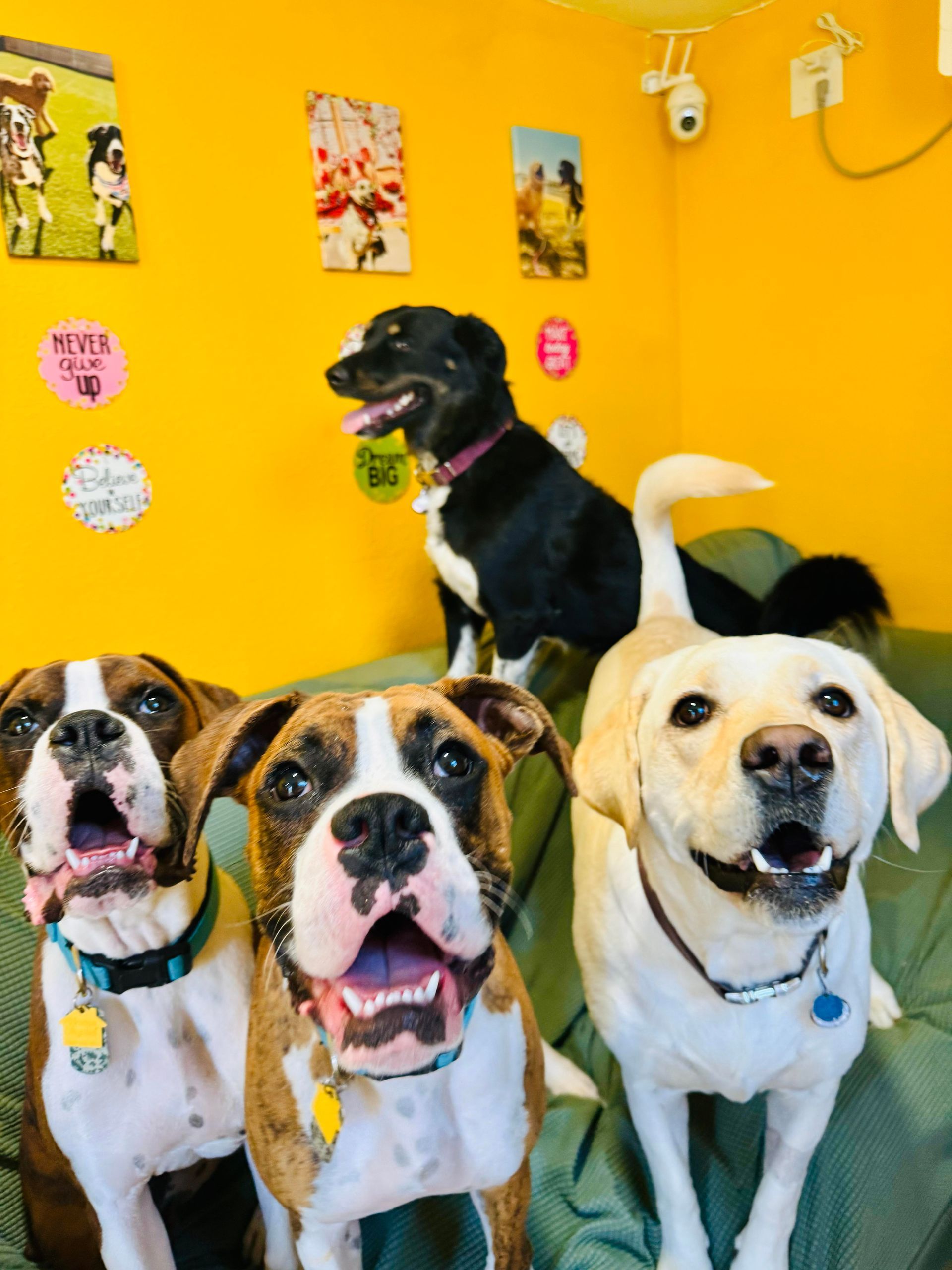 Four happy dogs with open mouths, and one black dog in a yellow-walled room.