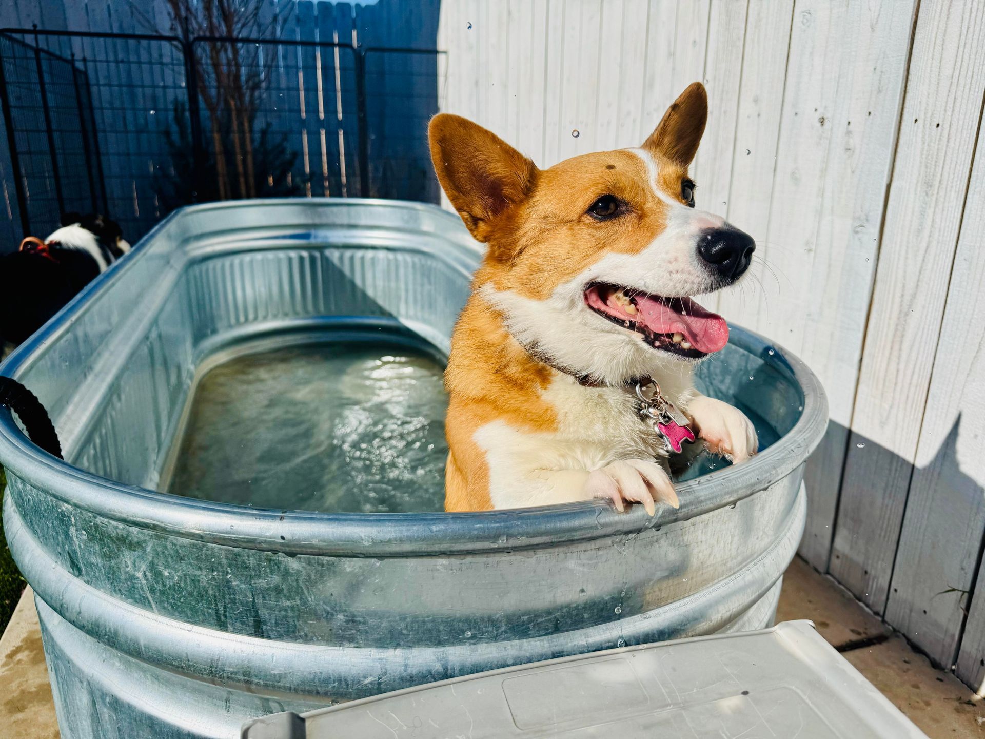 Corgi dog in a metal tub of water, looking happy with its tongue out.