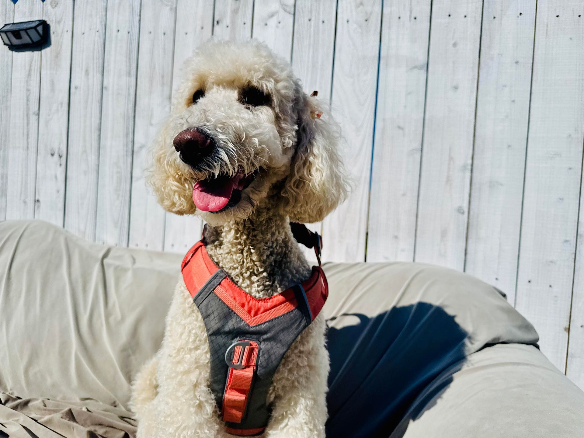 White Goldendoodle with a red and gray harness sitting outdoors with a happy expression.