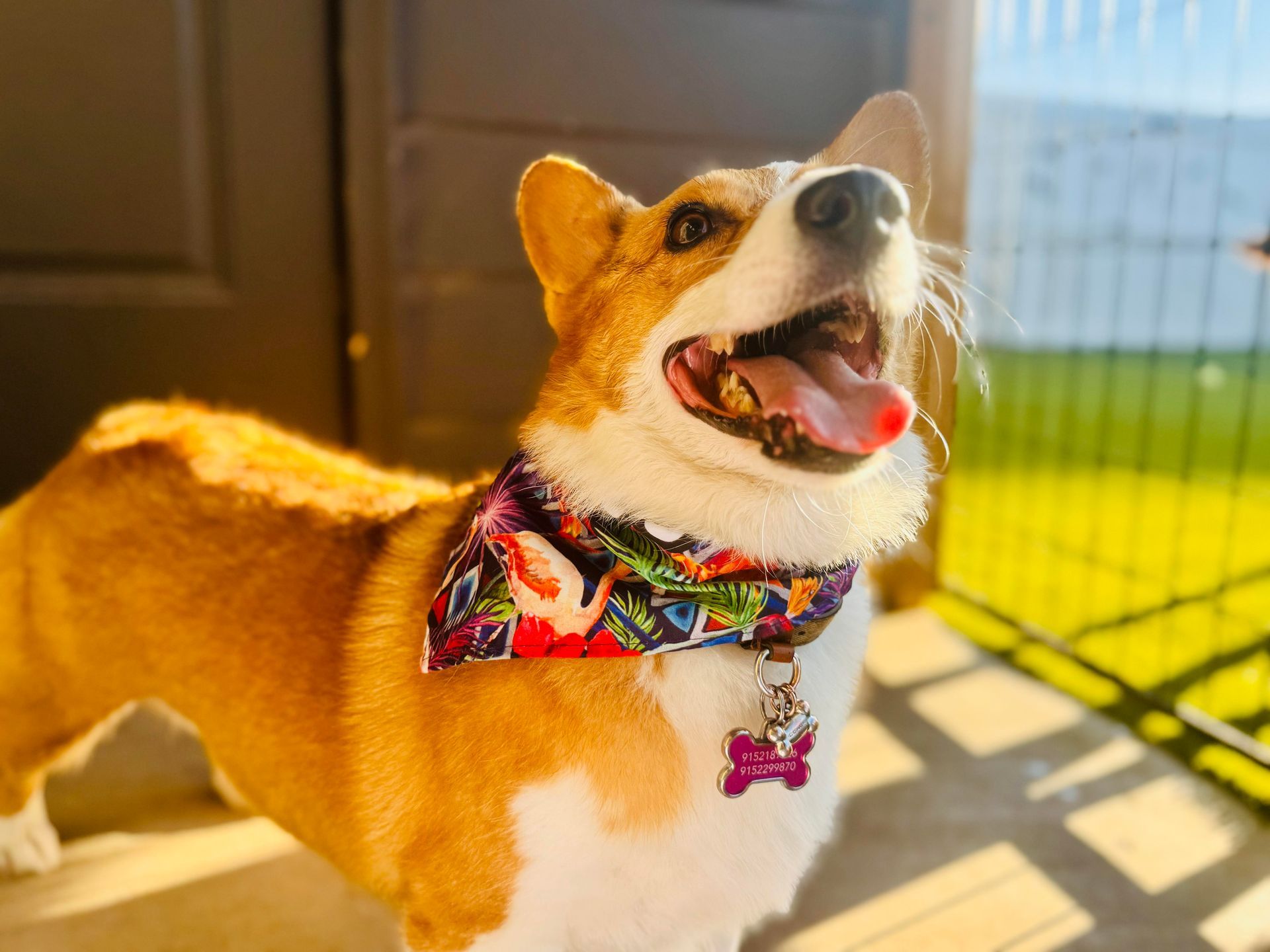 Corgi with orange and white fur wearing a colorful bandana, looking up with tongue out.