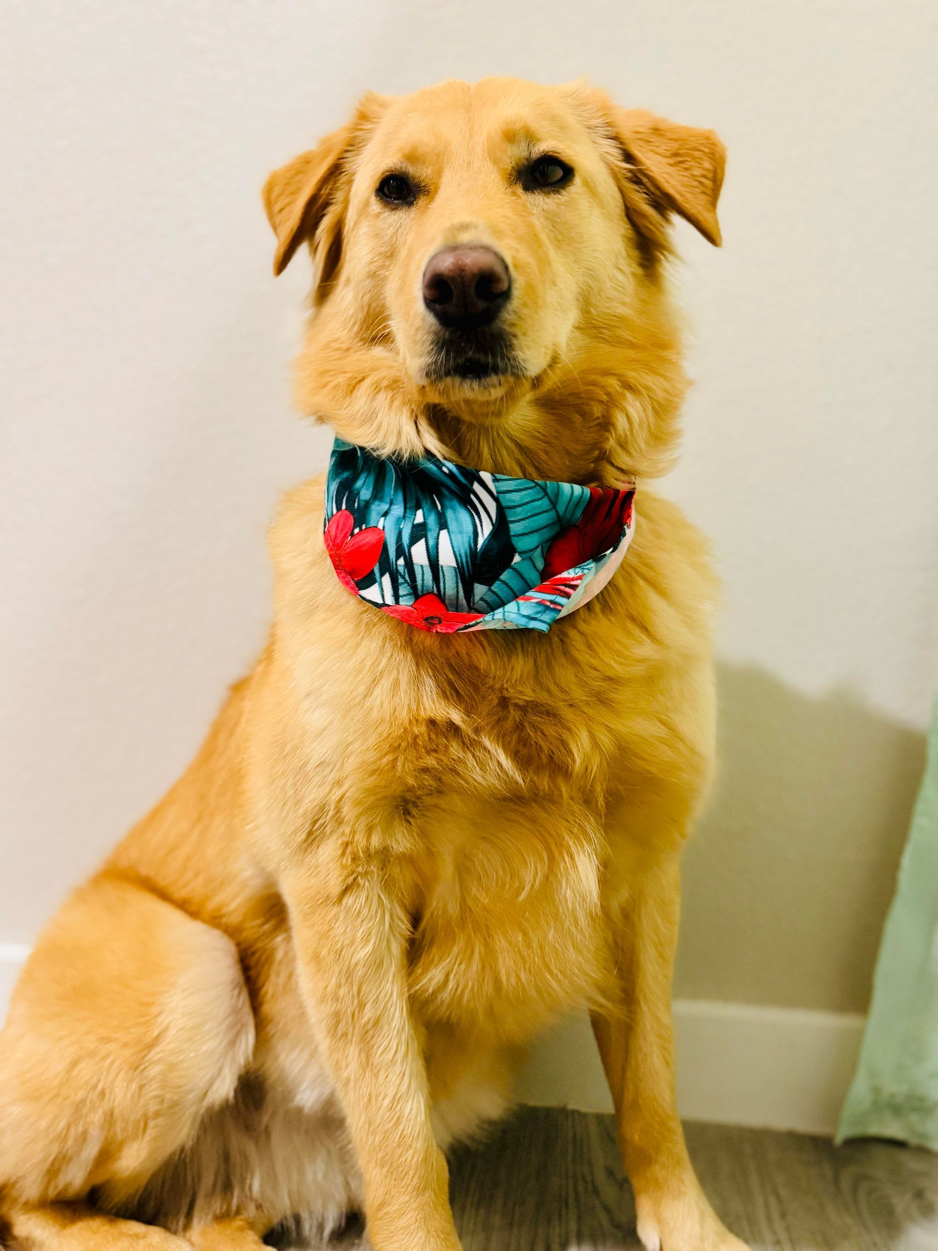 Golden-furred dog wearing a colorful bandana, sitting and looking forward.
