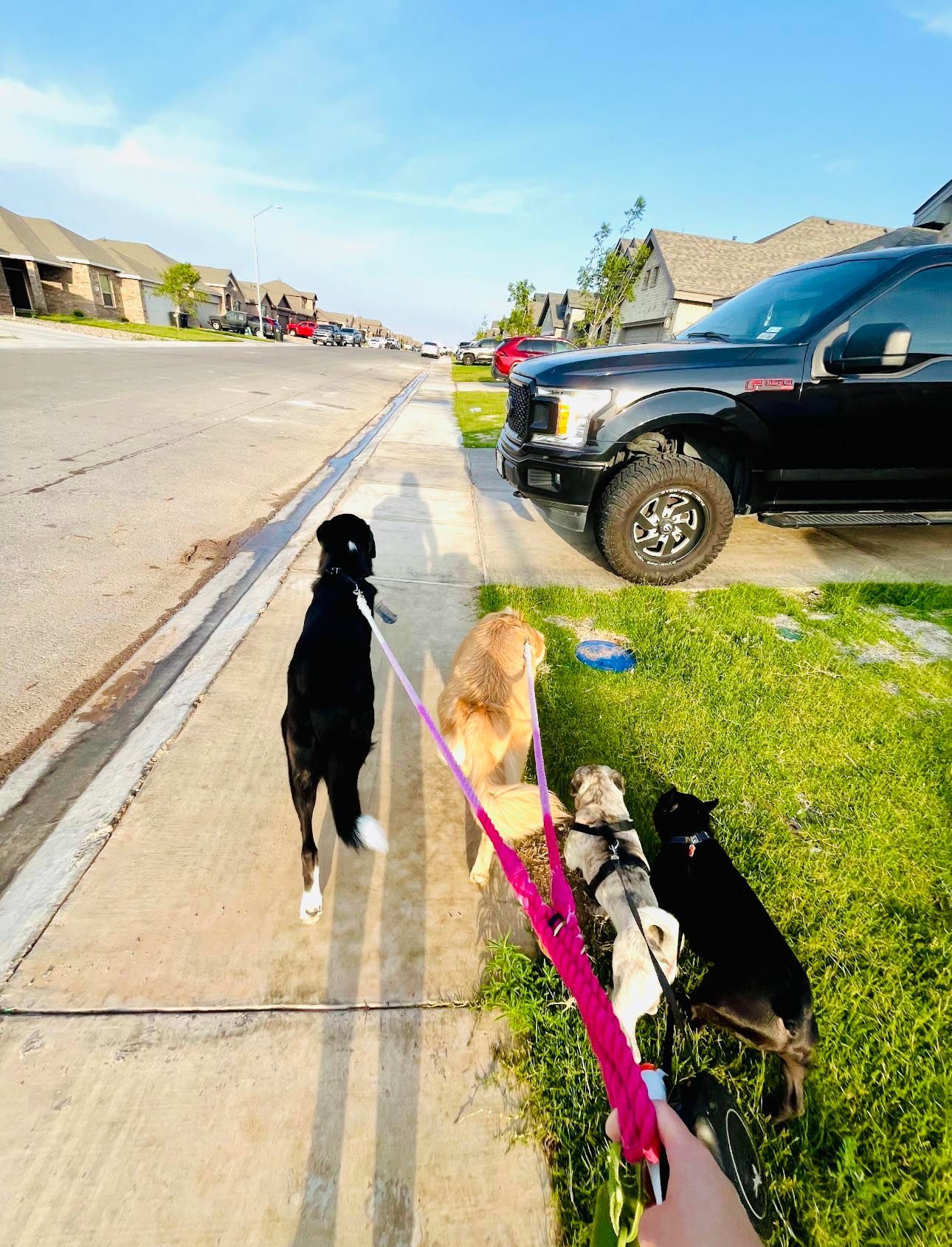 Four dogs on leashes walk down a sidewalk, with houses and a black truck visible.