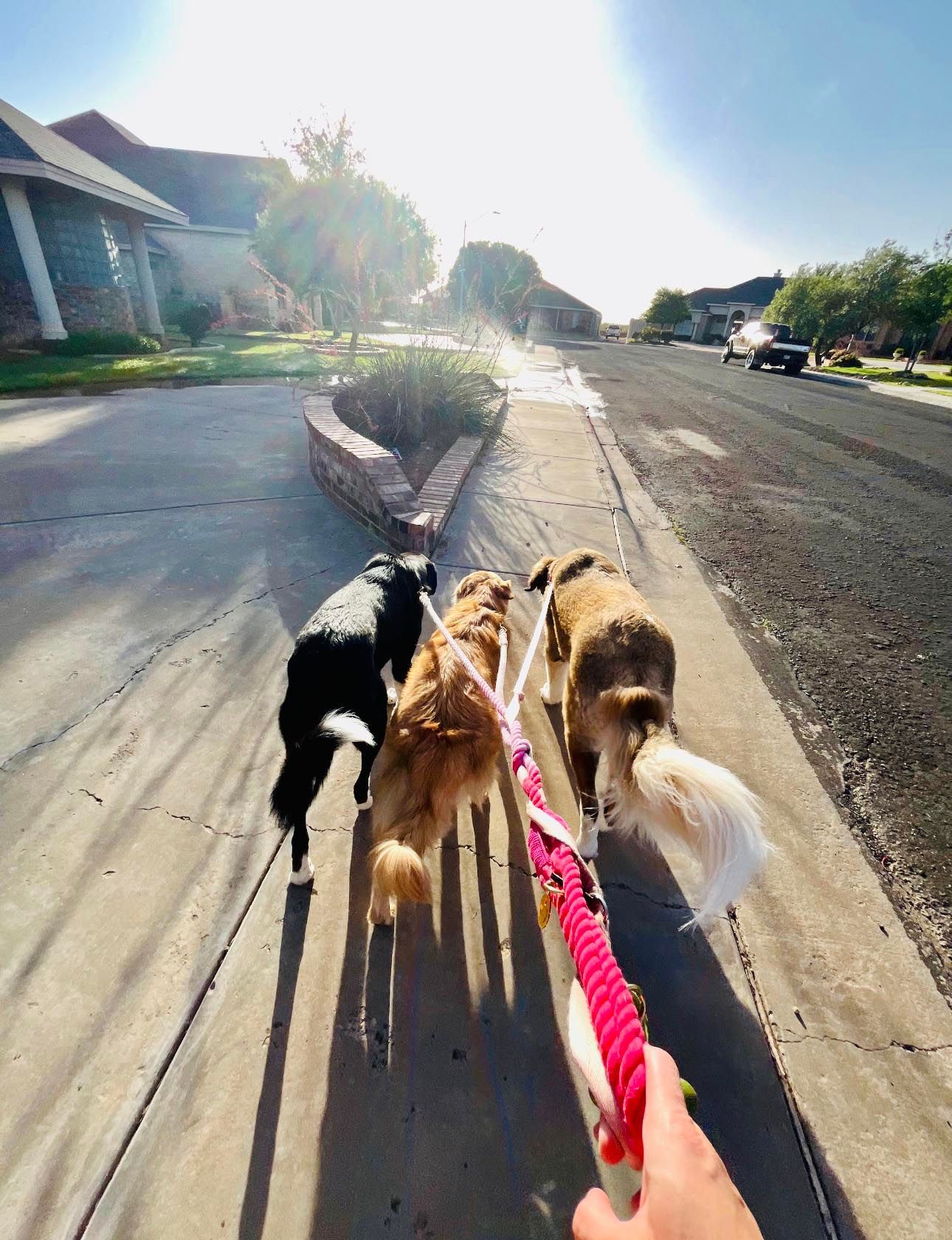 Three dogs on leashes being walked down a sidewalk in a neighborhood. Bright sunlight.