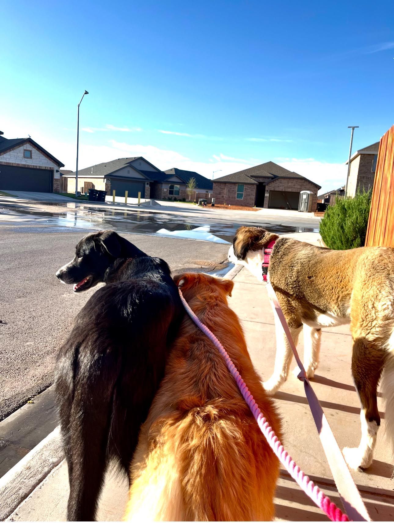 Three dogs on leashes walk down a sidewalk in a residential neighborhood on a sunny day.