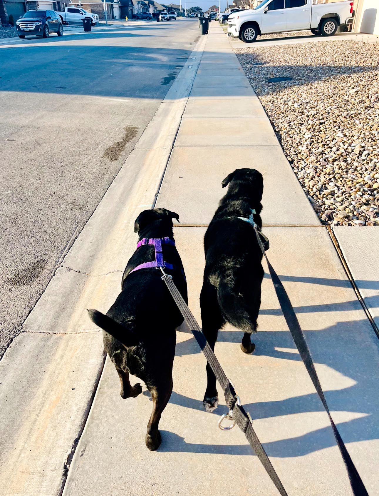 Two black dogs walk on a sidewalk, leashed, near a residential street.