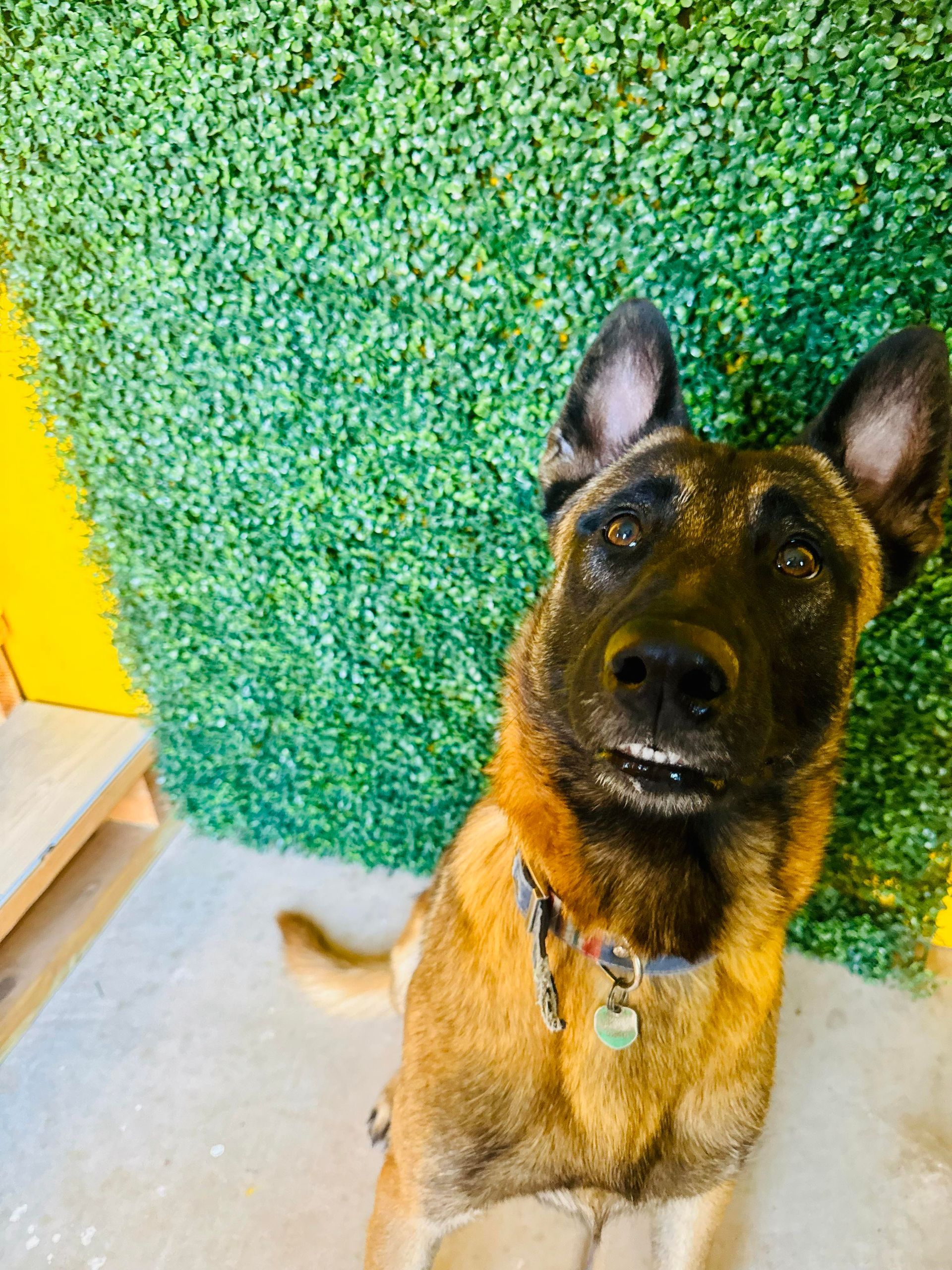 Belgian Malinois dog with a curious expression sits in front of a green wall, looking up.