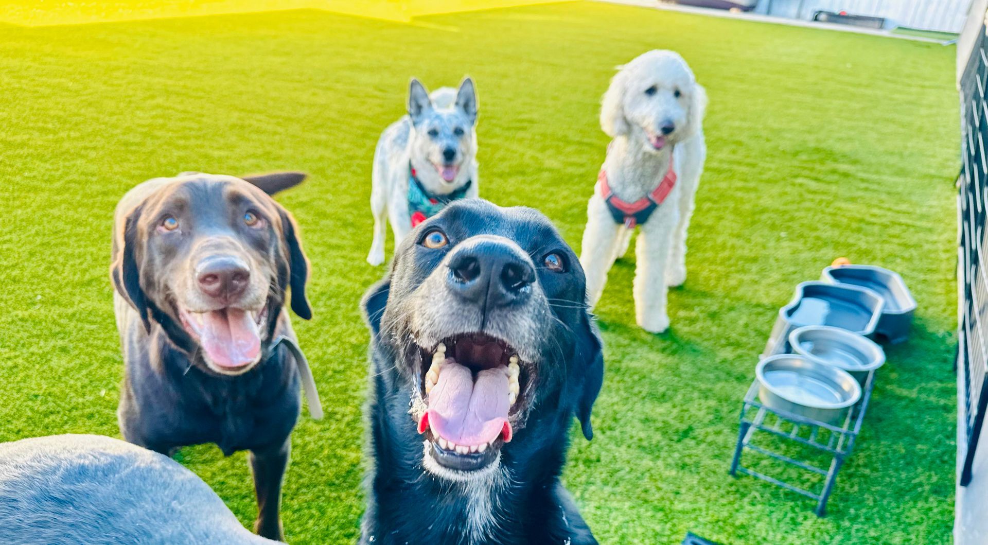 Five dogs smiling at the camera on green grass. One black dog has its mouth open wide. Metal bowls are nearby.