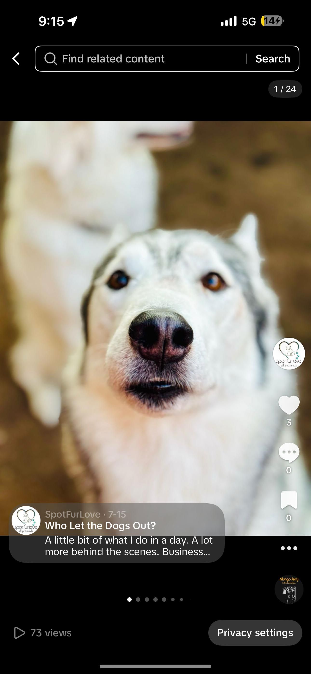 Close-up of a husky with a surprised expression. A second dog is blurred in the background.