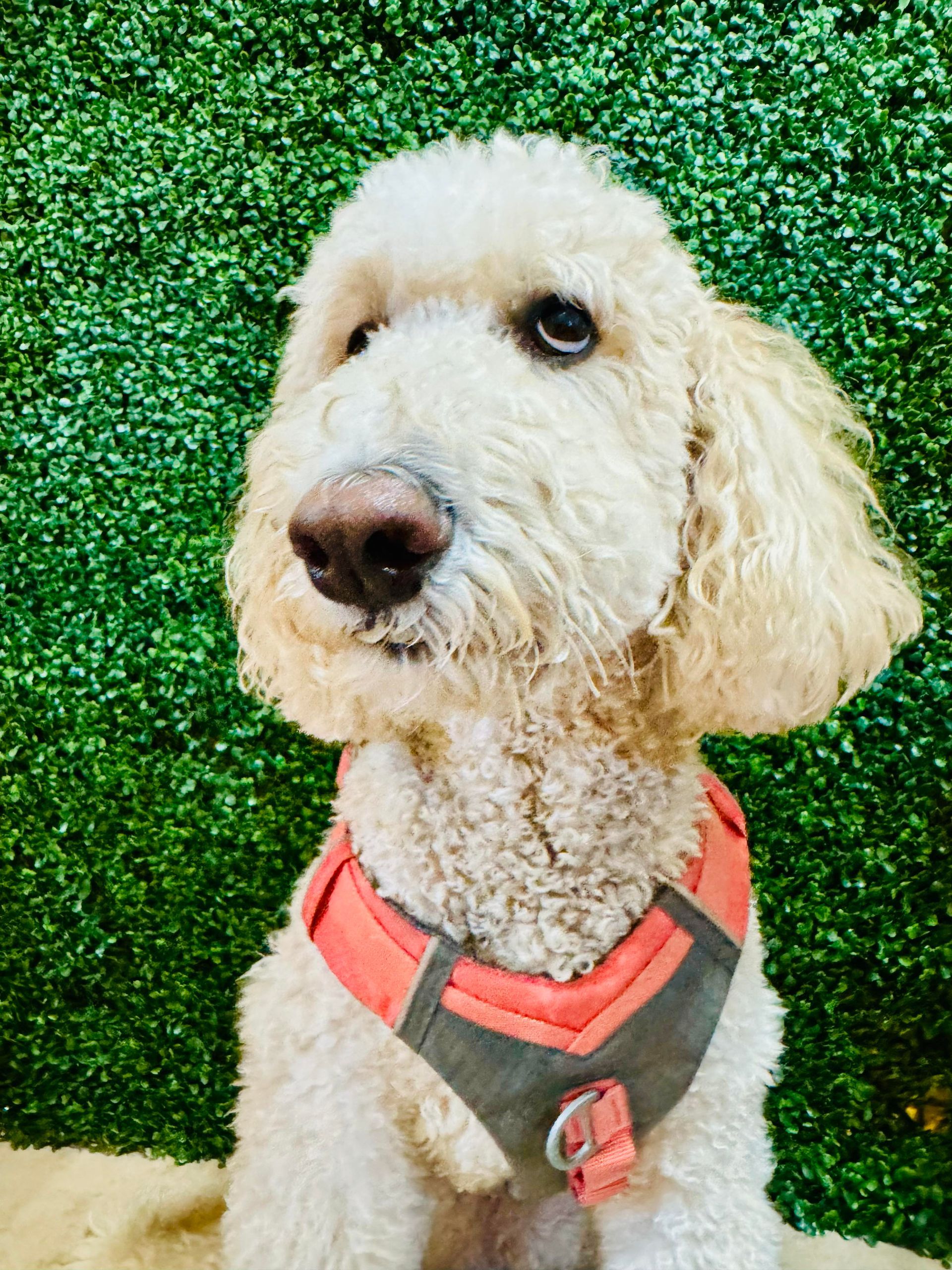 Cream-colored Goldendoodle dog wearing a coral and gray harness, sitting in front of a green hedge.