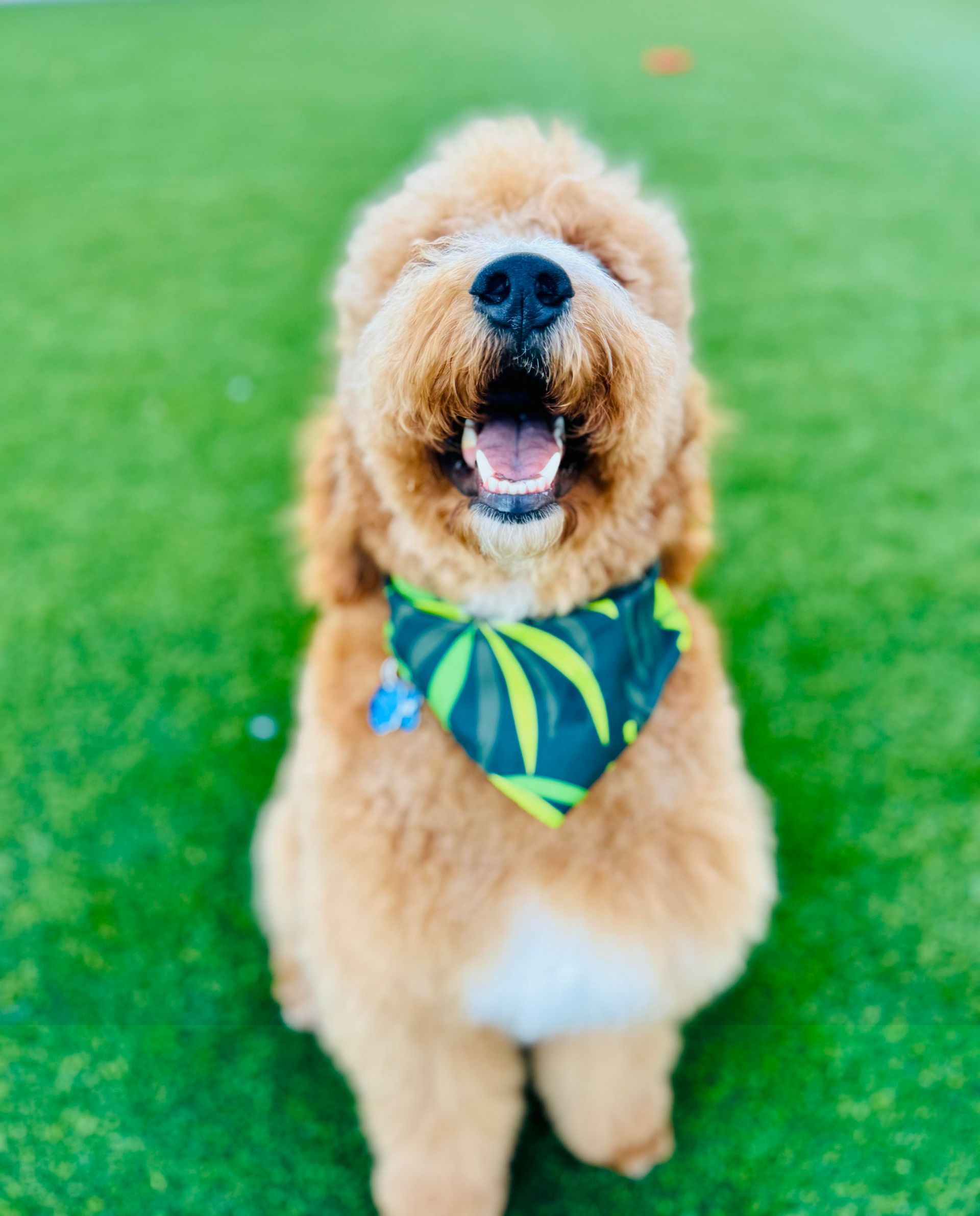 Golden doodle with mouth open, wearing a green and black bandana, sitting on green turf.