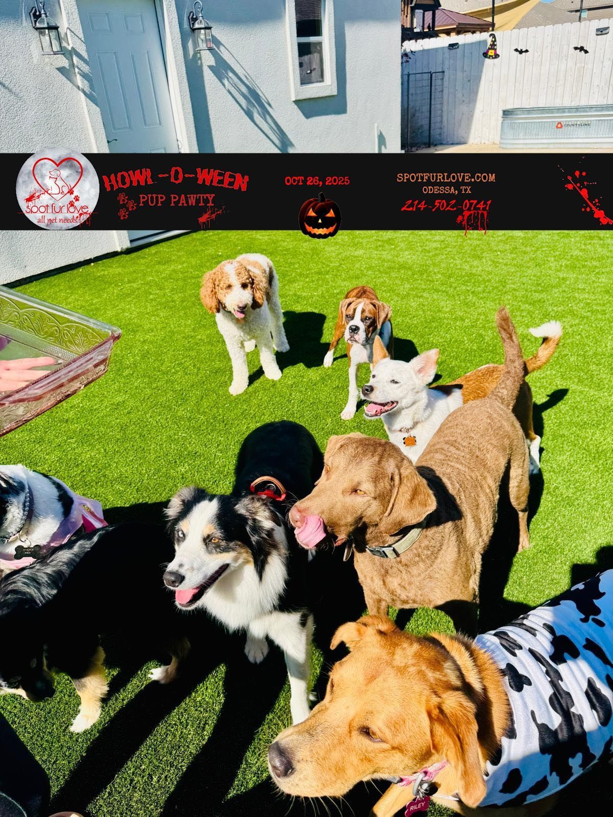 Dogs of various breeds posing on green turf.