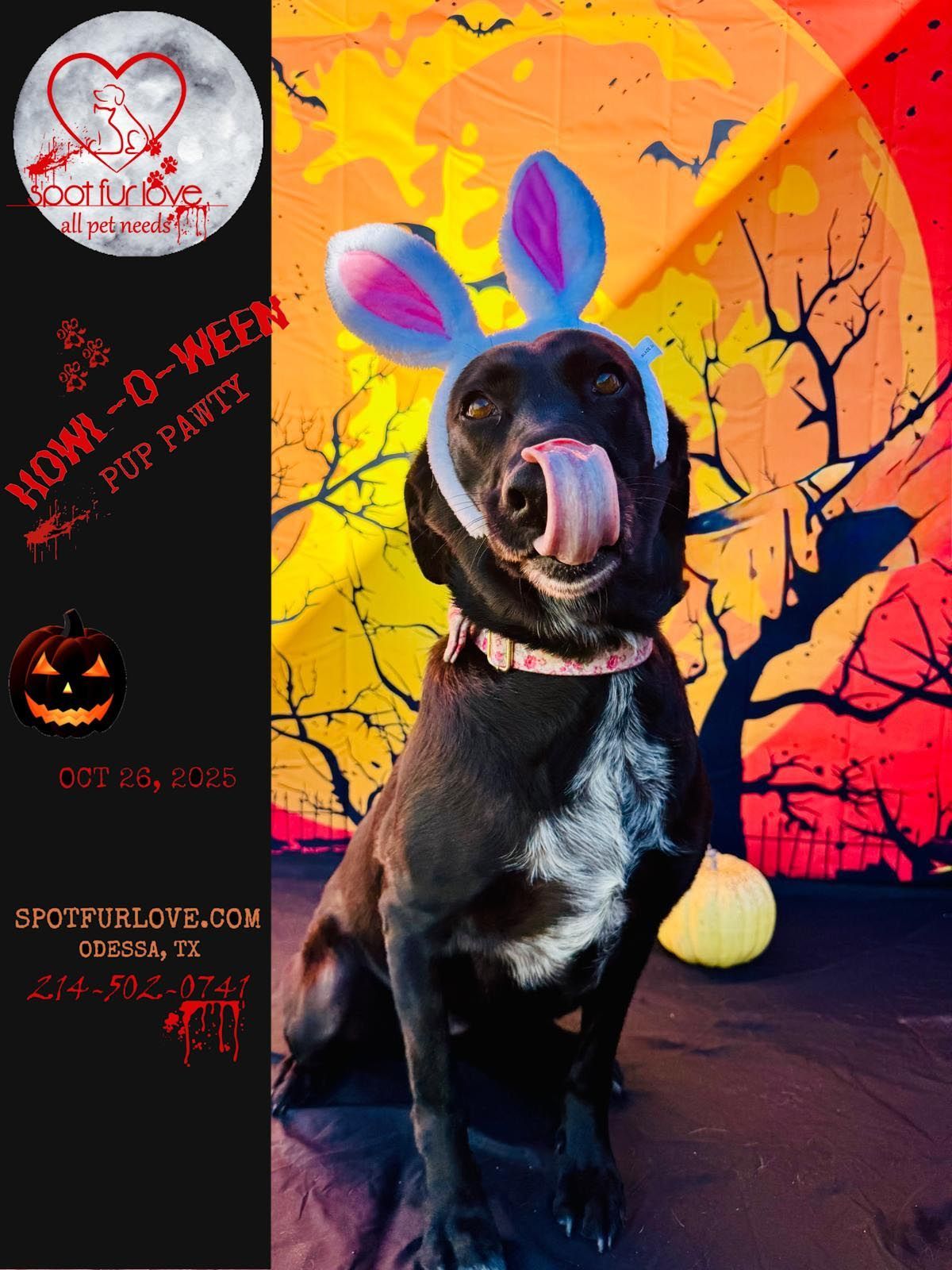 Black dog wearing bunny ears, licking its nose, in front of a Halloween backdrop.