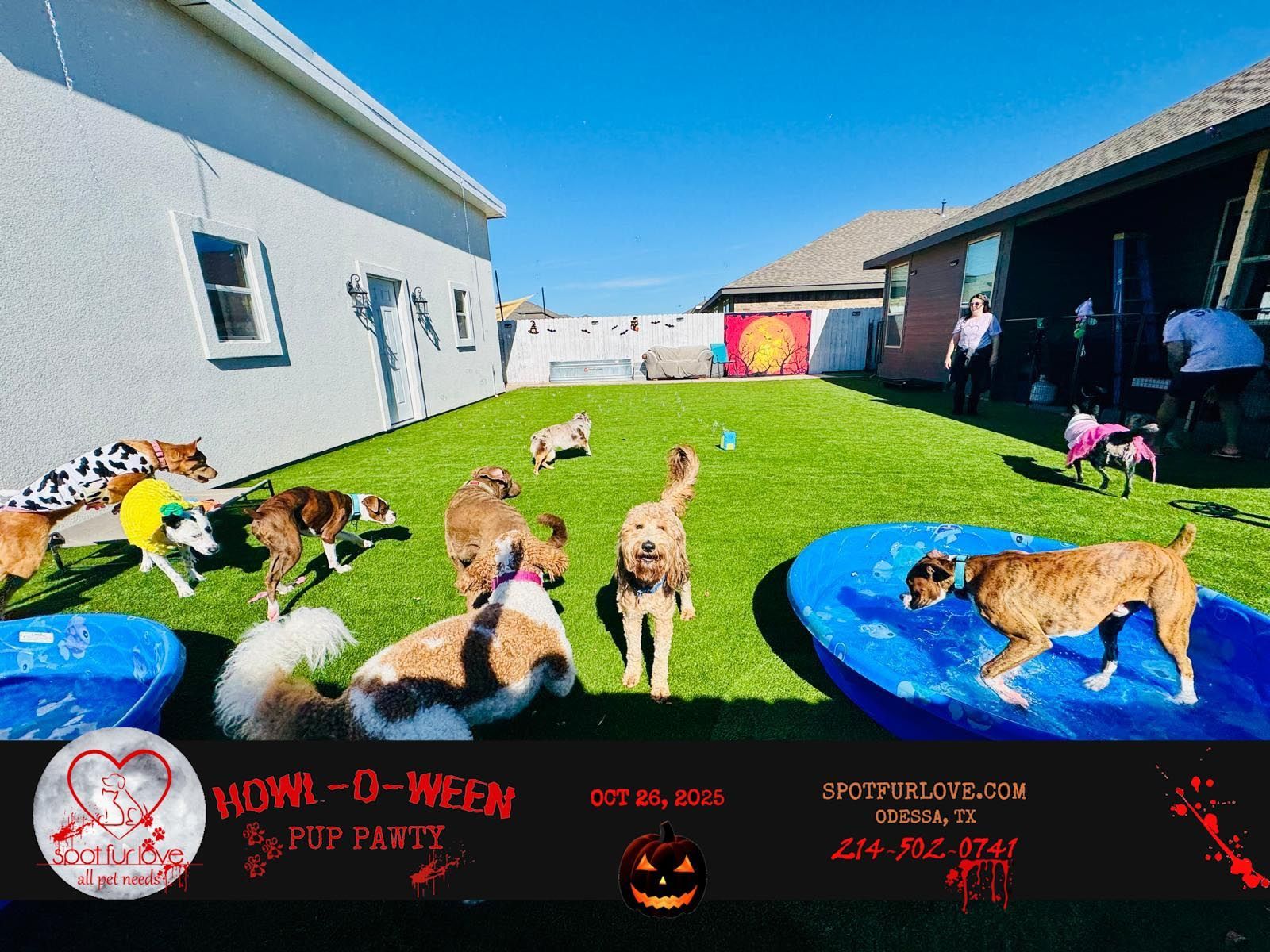 Dogs at a Howl-o-ween Paw-ty. Several dogs in a backyard with two blue wading pools under a blue sky.