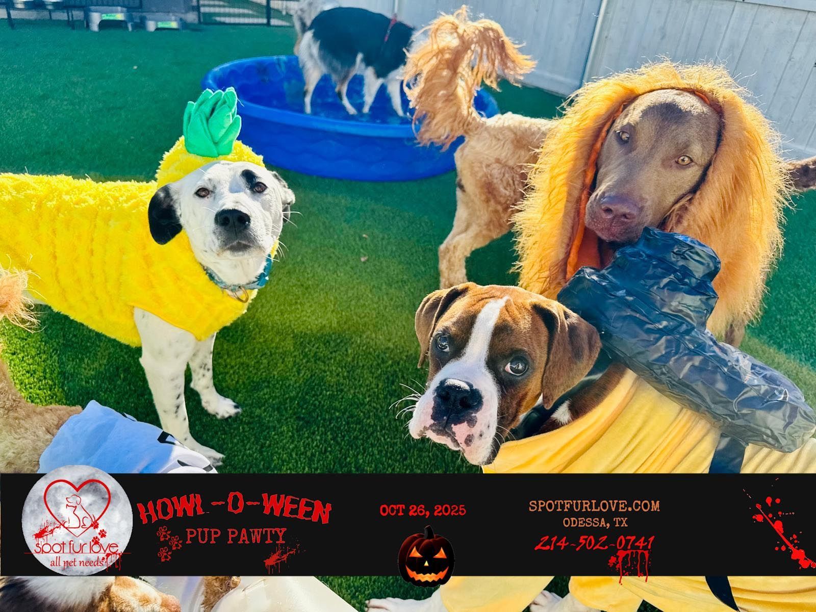 Dogs in Halloween costumes: pineapple, lion, and boxer; green lawn, blue pool.