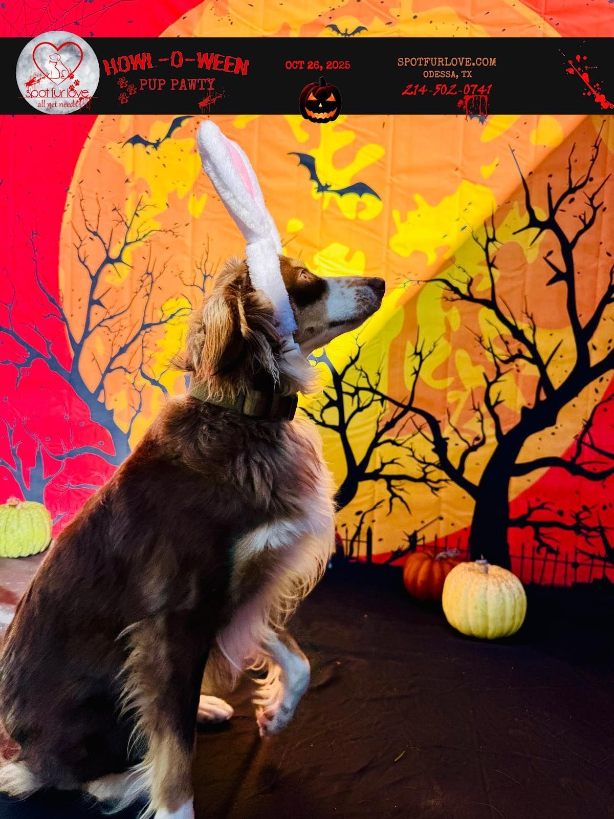 Dog wearing bunny ears in front of a Halloween backdrop with a moon, trees, pumpkins, and bats.