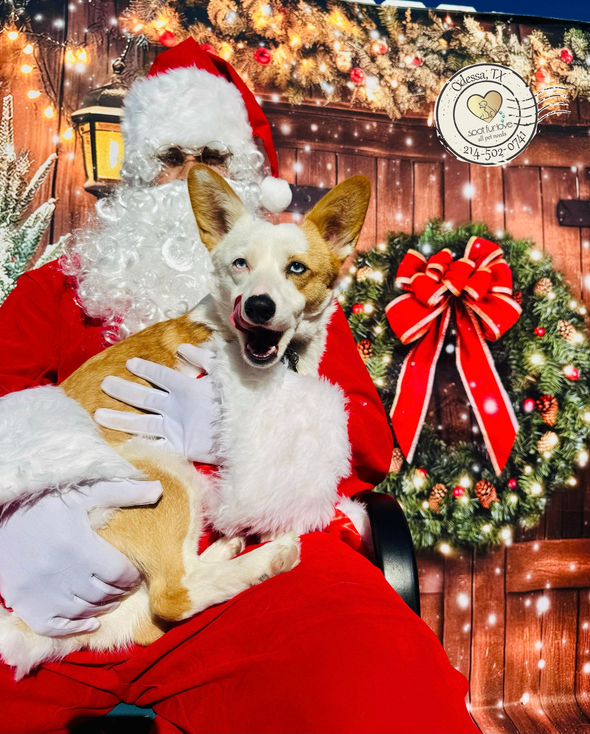 Santa Claus holding a dog; dog is licking its nose. Holiday setting with wreath and lights.