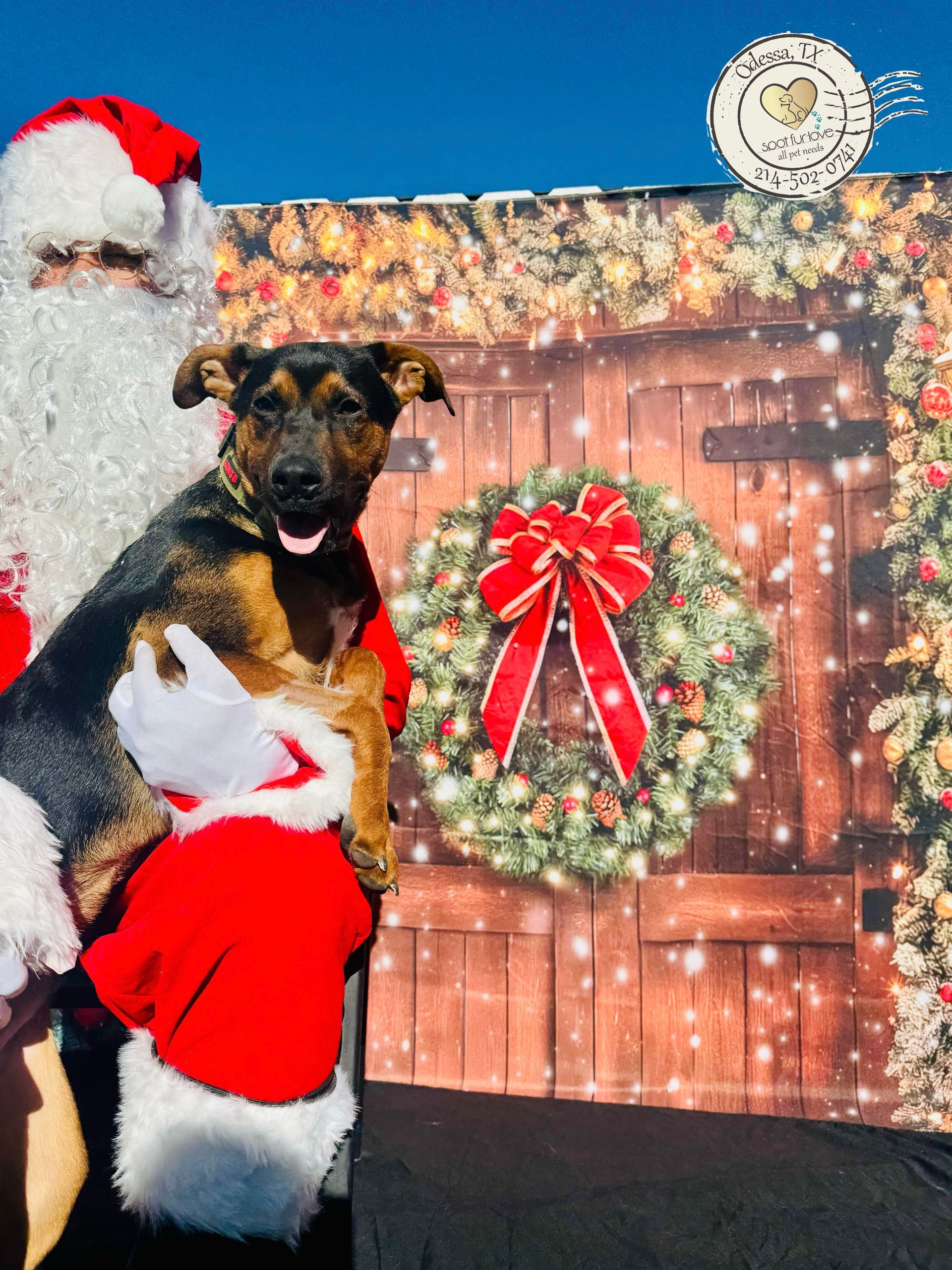 Dog held by Santa Claus in front of a Christmas-themed backdrop with a wreath.