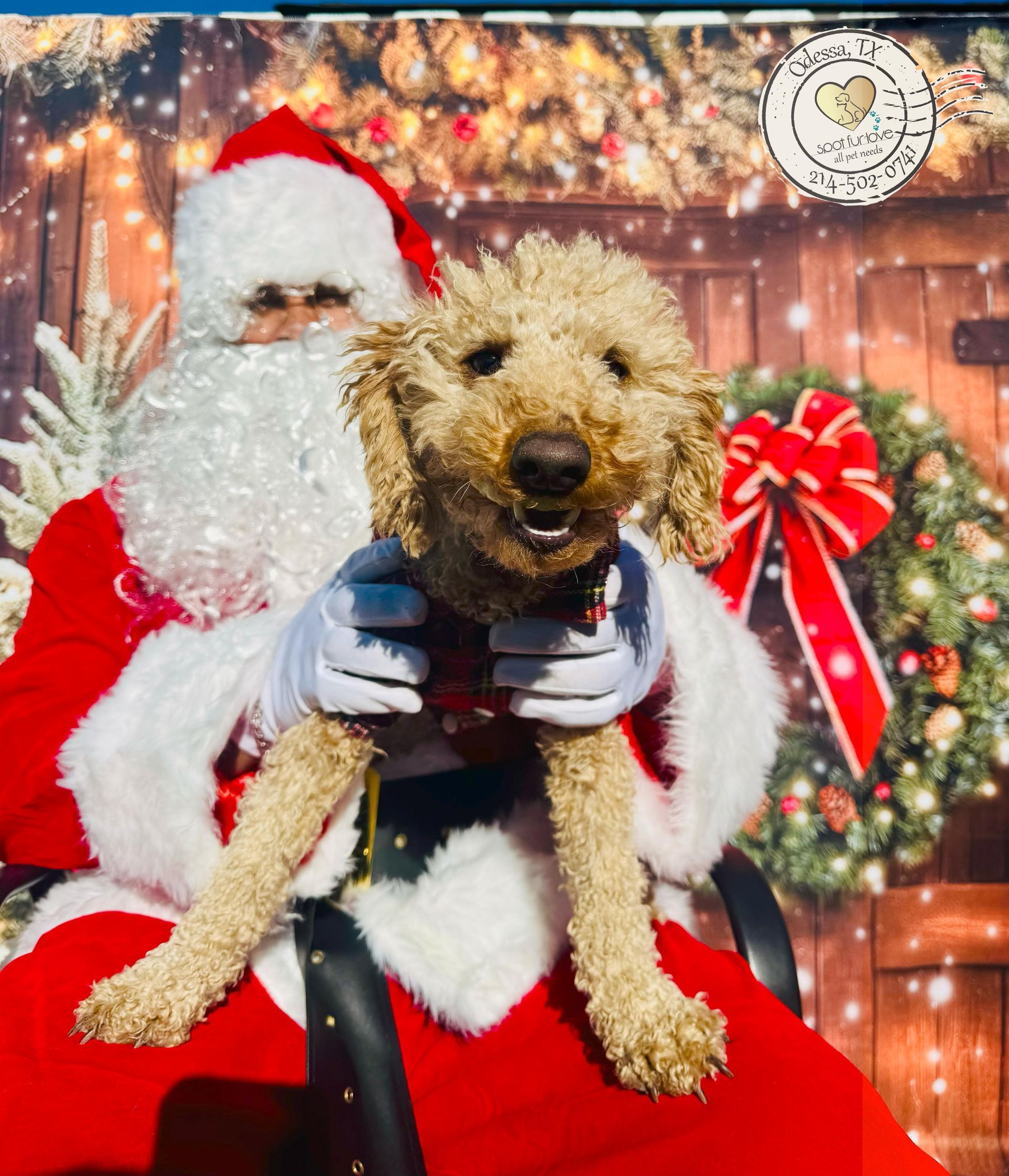 Dog held by Santa Claus, smiling, red and white attire, festive background.