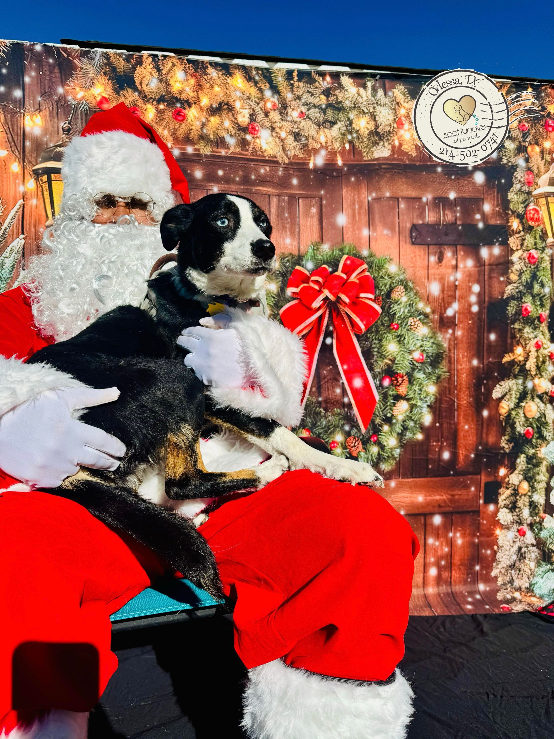 Dog sits on Santa's lap in front of a Christmas backdrop. Santa wears a red suit, and the dog has black and white fur.