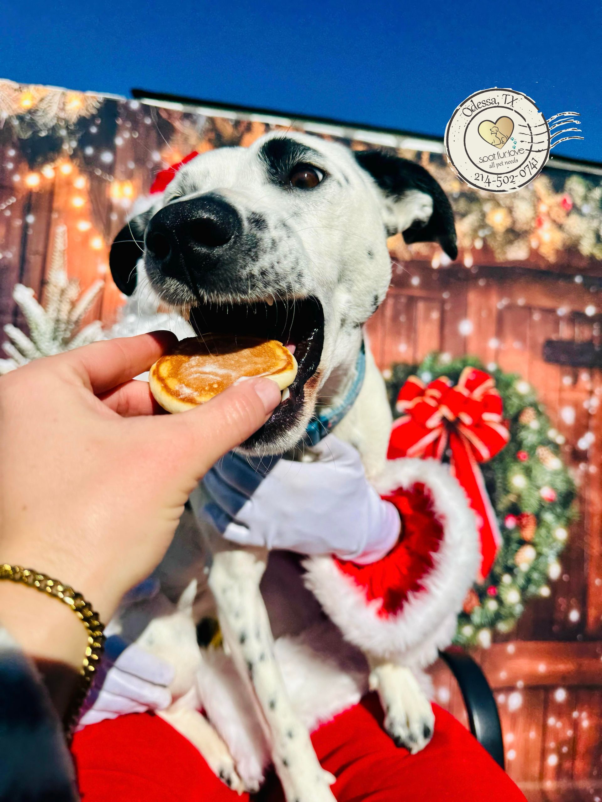 Dalmatian dog in Santa suit eats a treat, sitting in front of a Christmas backdrop.