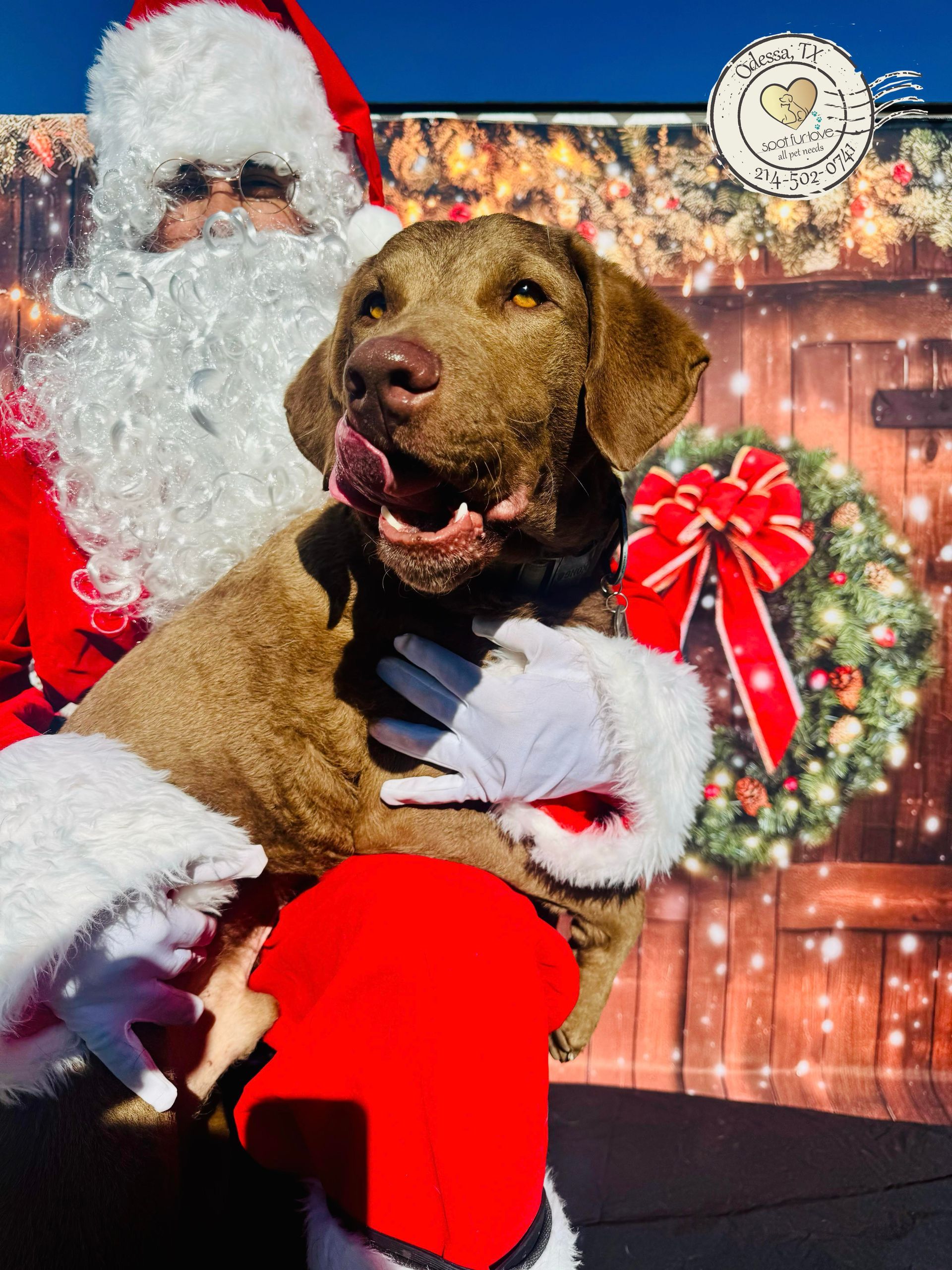 Dog held by Santa, licking its lips, in front of a Christmas backdrop.