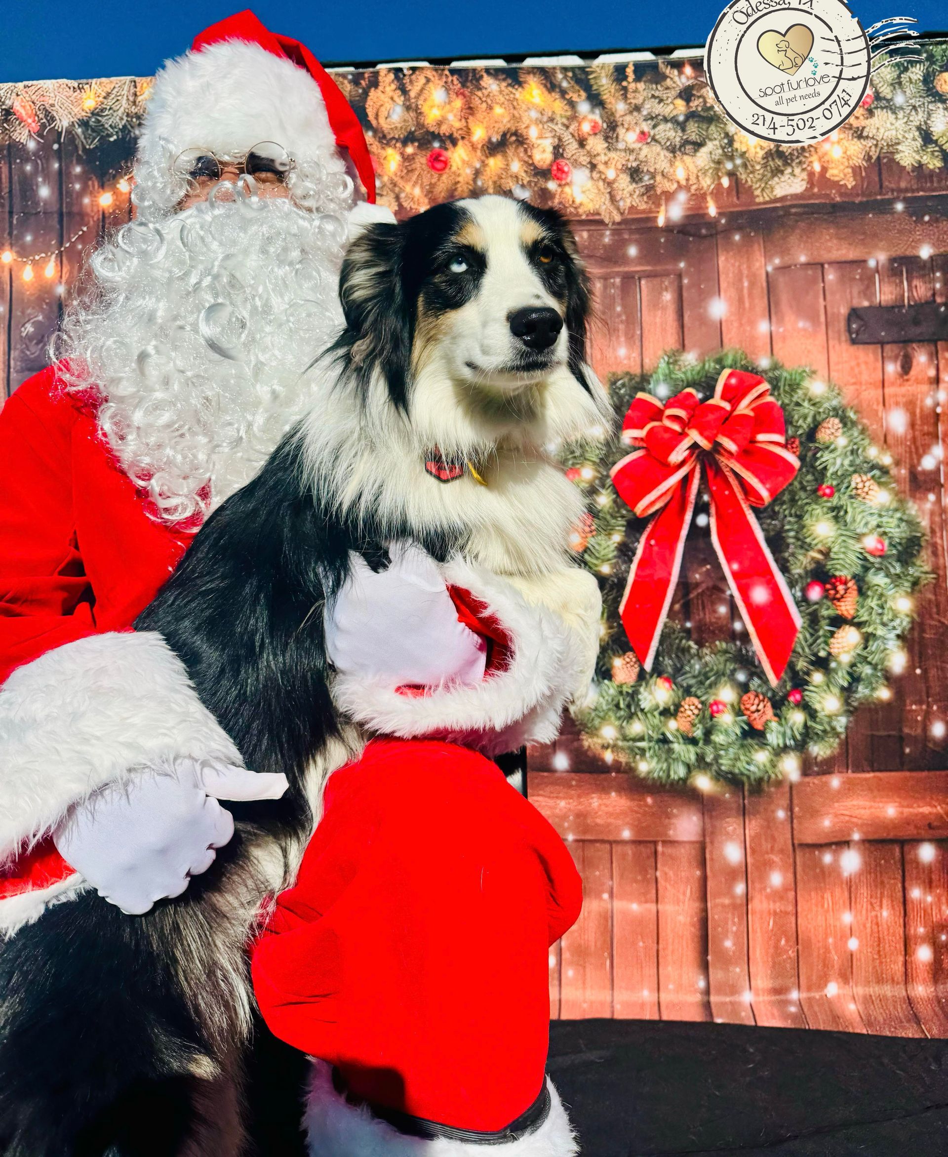 Santa Claus with a black and white dog in front of a Christmas-themed backdrop.