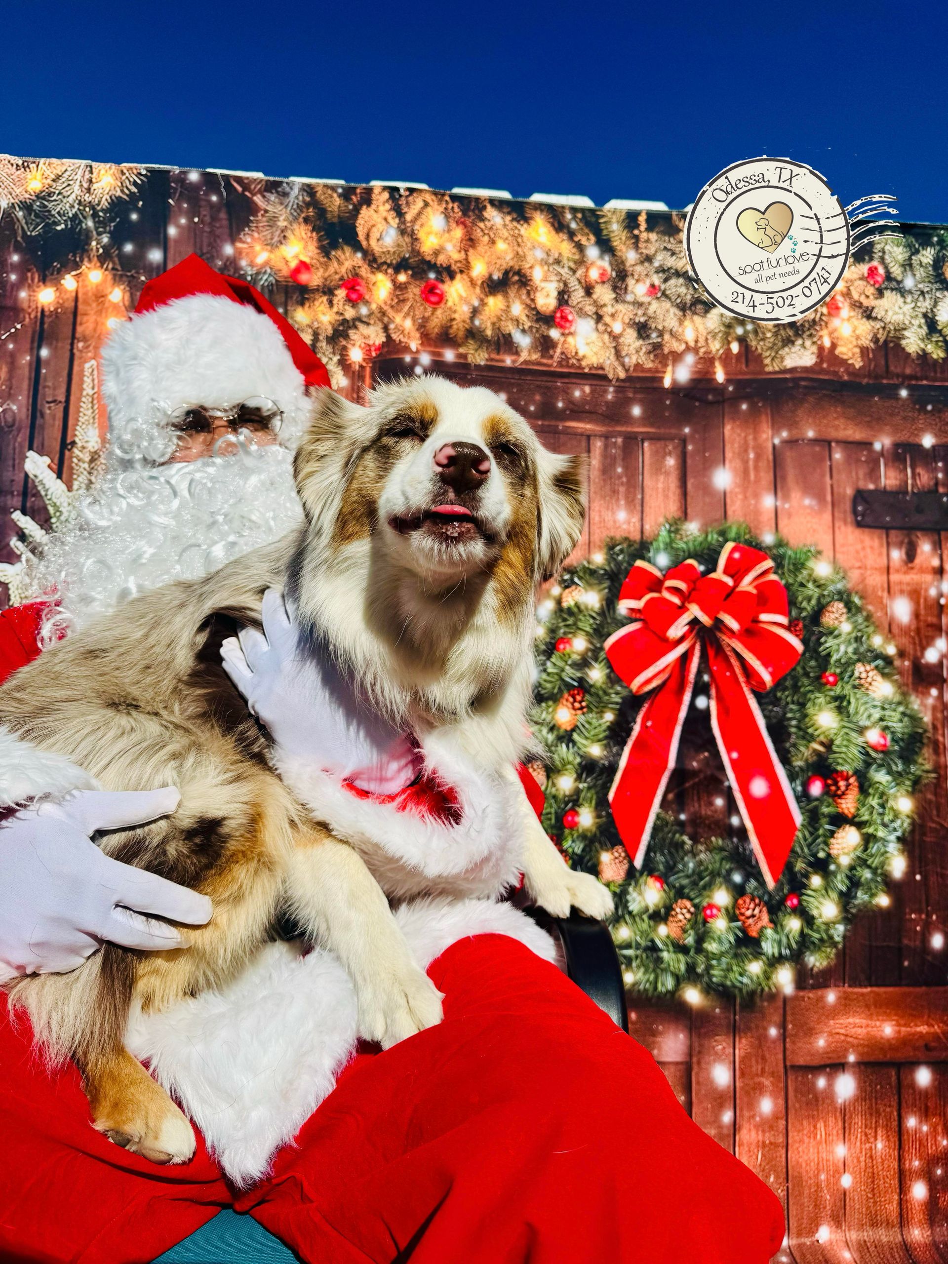 Santa Claus holding a dog with its tongue out; Christmas backdrop with wreath and lights.