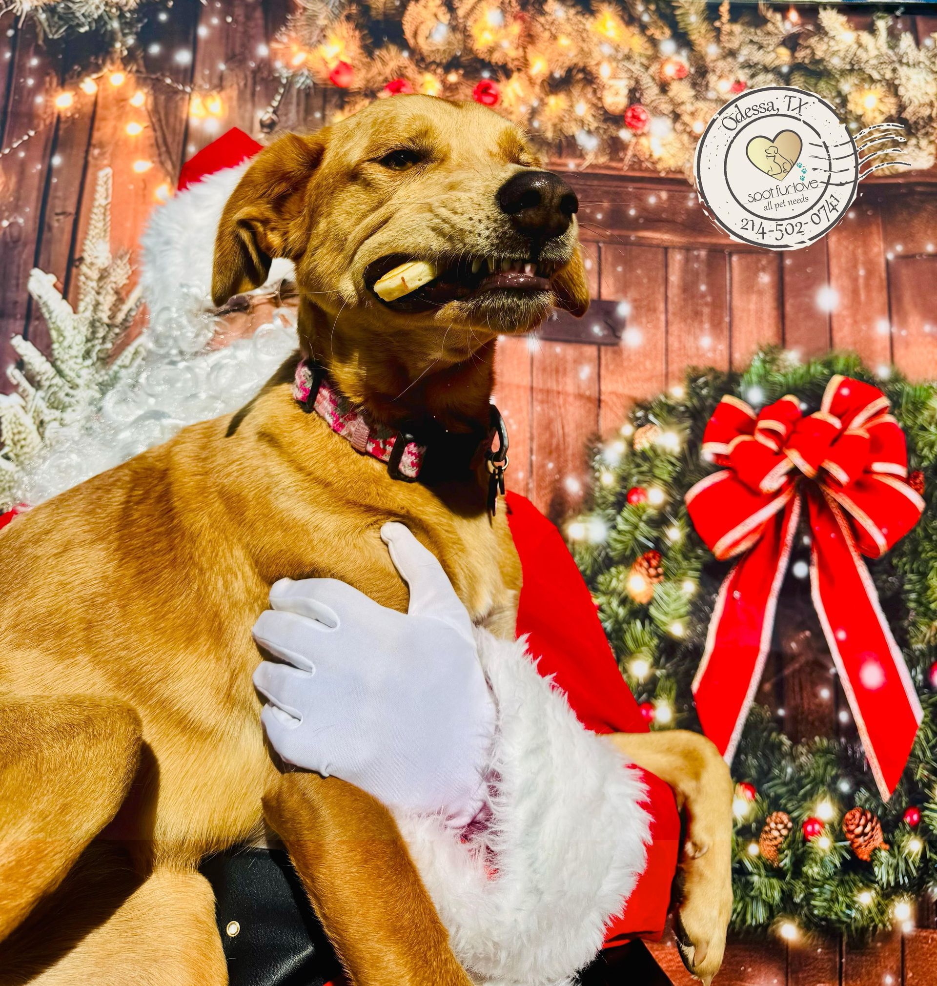 Dog held by Santa, squinting, with a treat, wearing a Christmas collar, in front of a wreath.