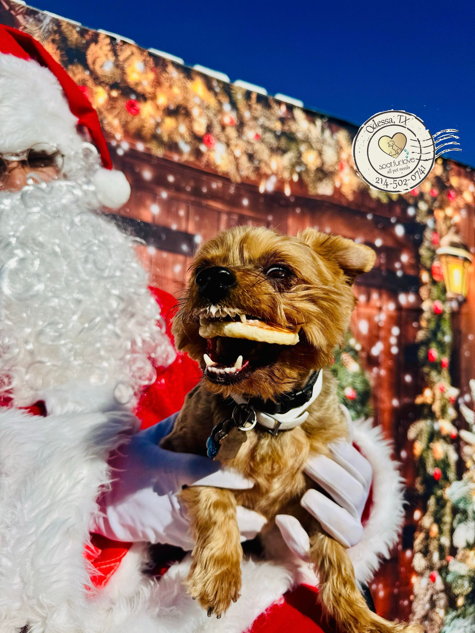Santa holding a small, brown dog with a cookie in its mouth, in front of a Christmas scene.