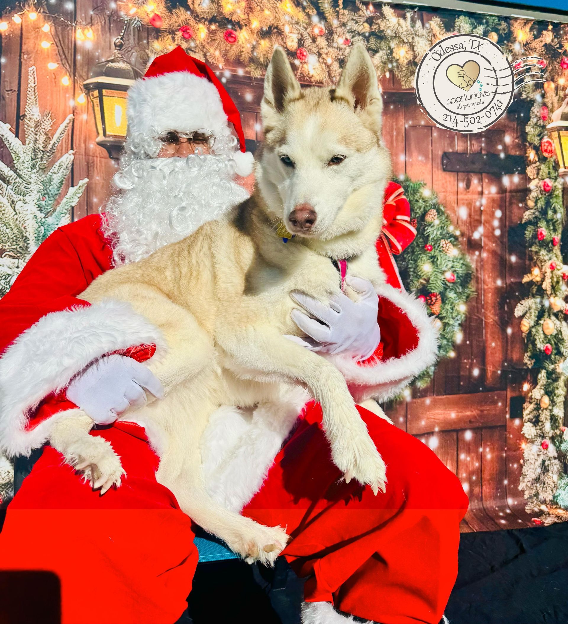 Santa Claus holds a light-colored husky dog. Christmas backdrop with wreath and lights.