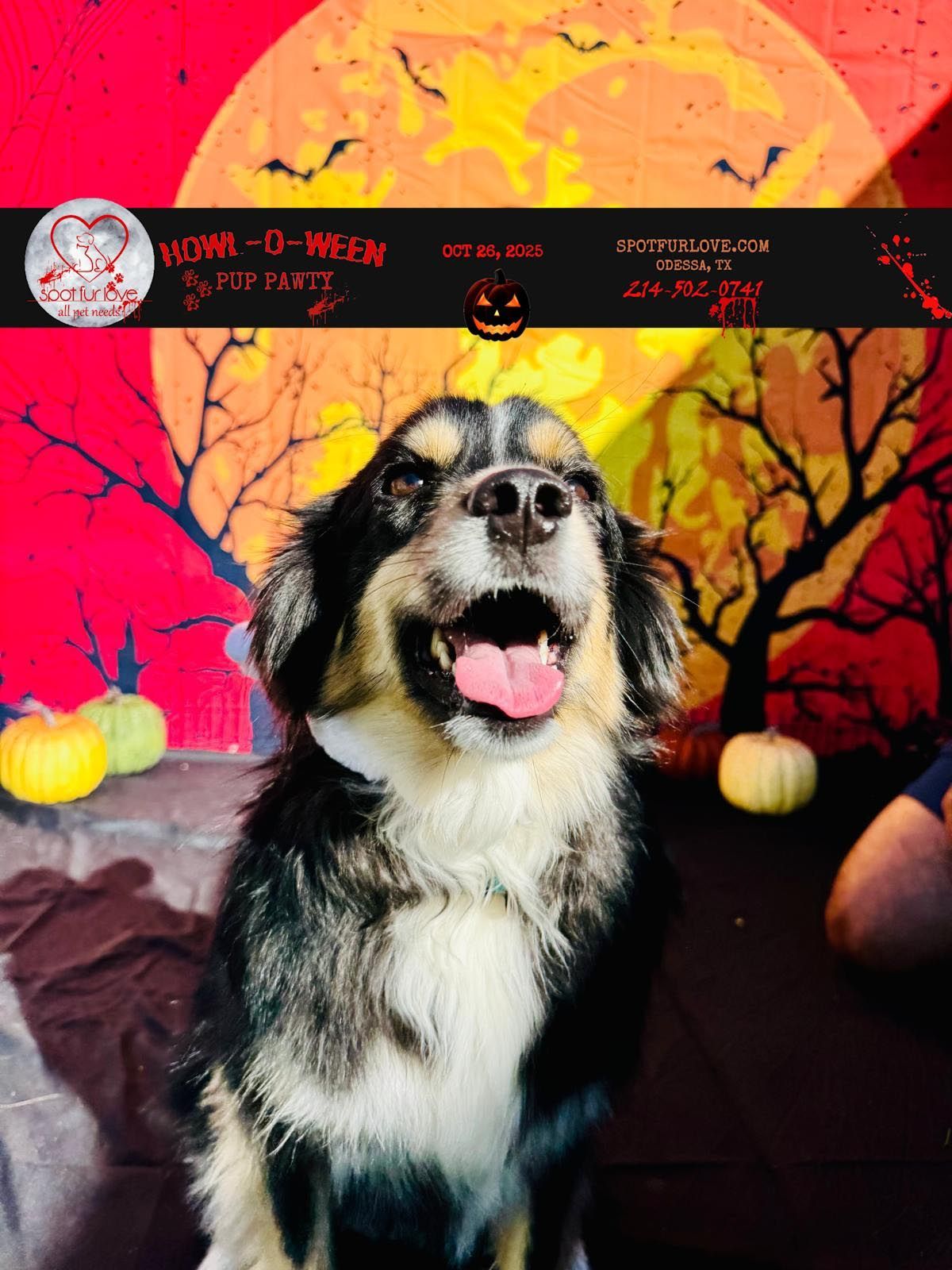 Dog in front of Halloween backdrop with pumpkins. Dog is smiling with tongue out.