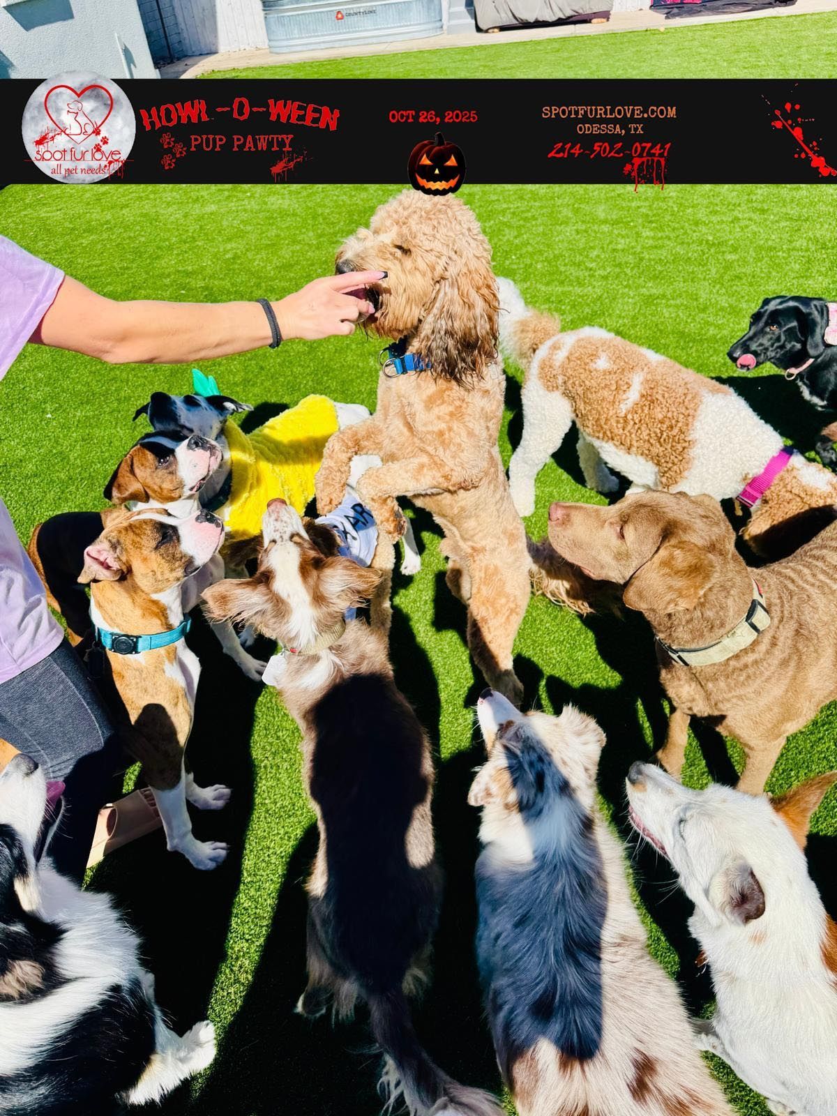 Dogs gather around a person reaching out to feed them on green turf.