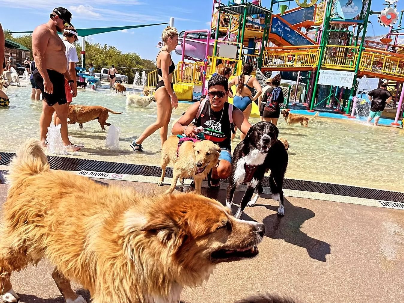 Dogs and people in a water park, some swimming. A large, fluffy brown dog is in the foreground.