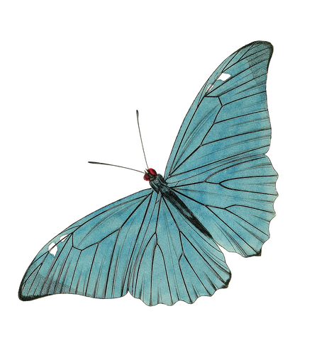 Blue butterfly with wings spread on a white background
