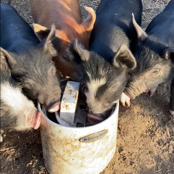frost free waterer for Alberta cold weather