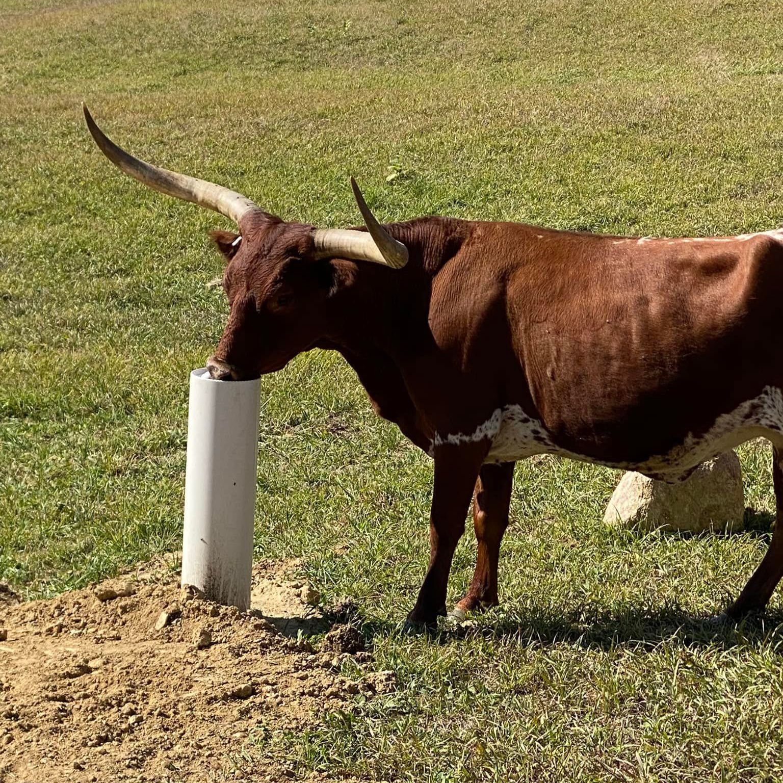 cheap automatic waterers near me