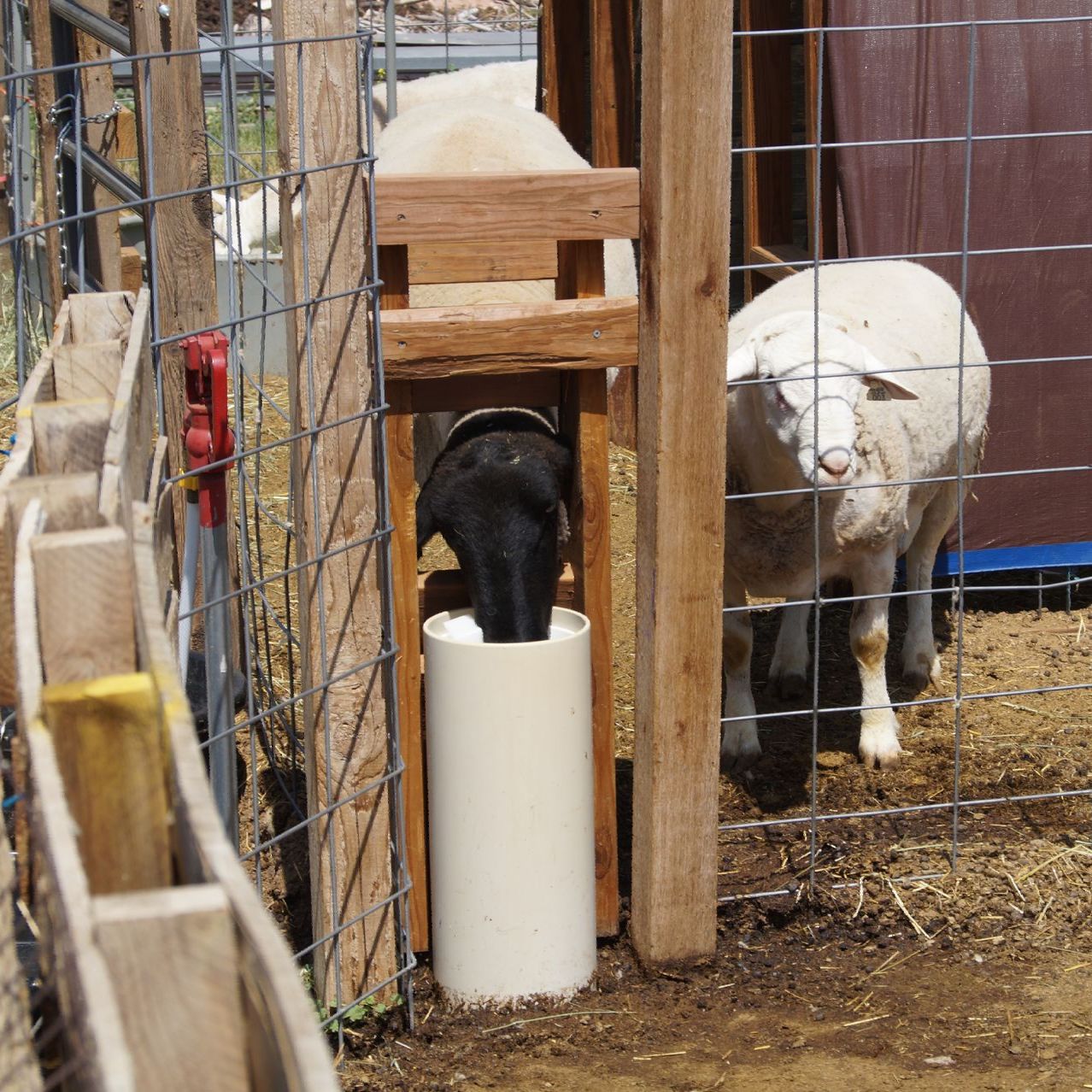 Alberta animal watering posts and waterers