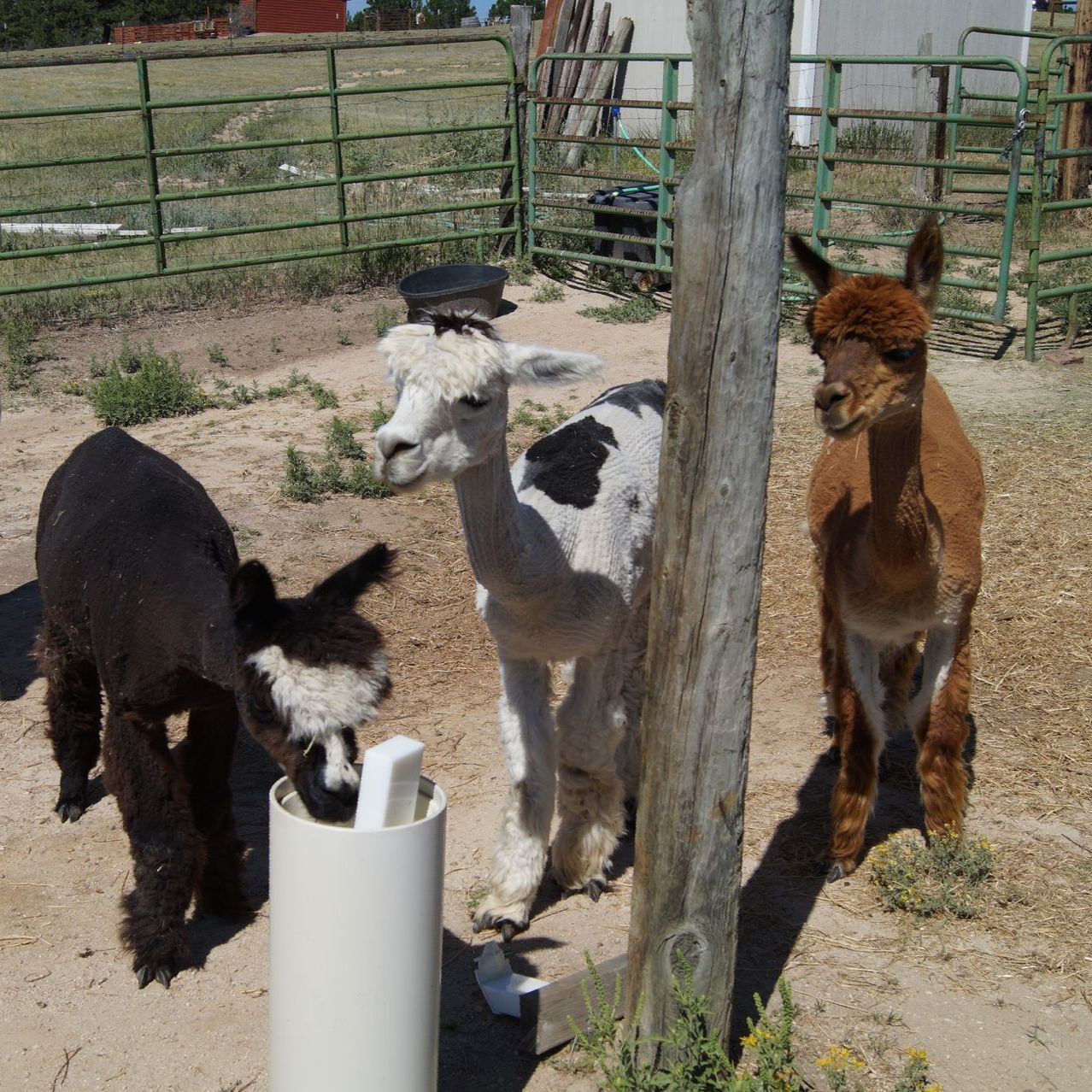 Two Hills & St. Paul waterer installers Alberta