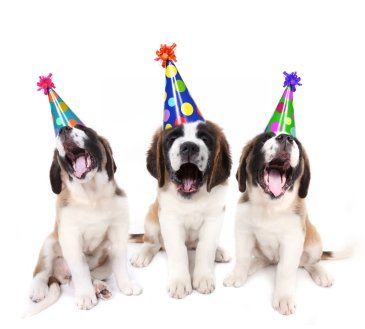 Three Saint Bernard puppies in party hats, a playful picture of the audience successful content marketing begins with
