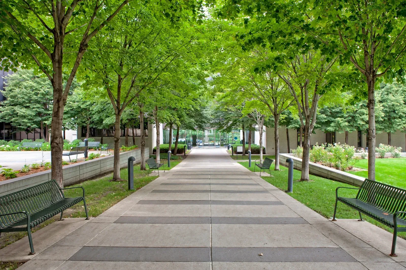 A paved pathway lined with green trees and metal benches on both sides, leading toward a building in the distance.