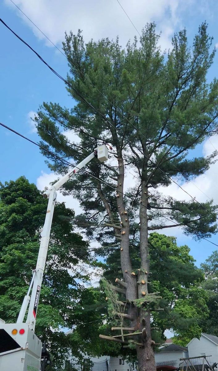 A man is cutting a tree with a crane.