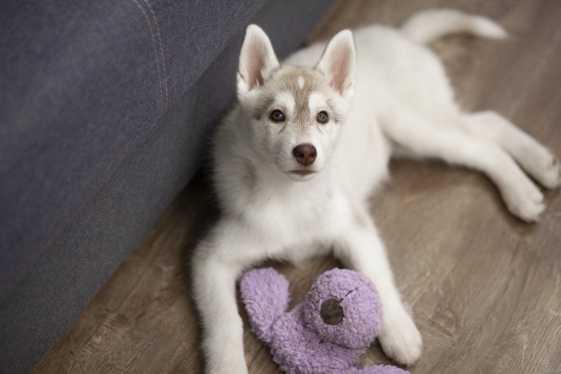 Vet Johnson City, TN Park Your Paws