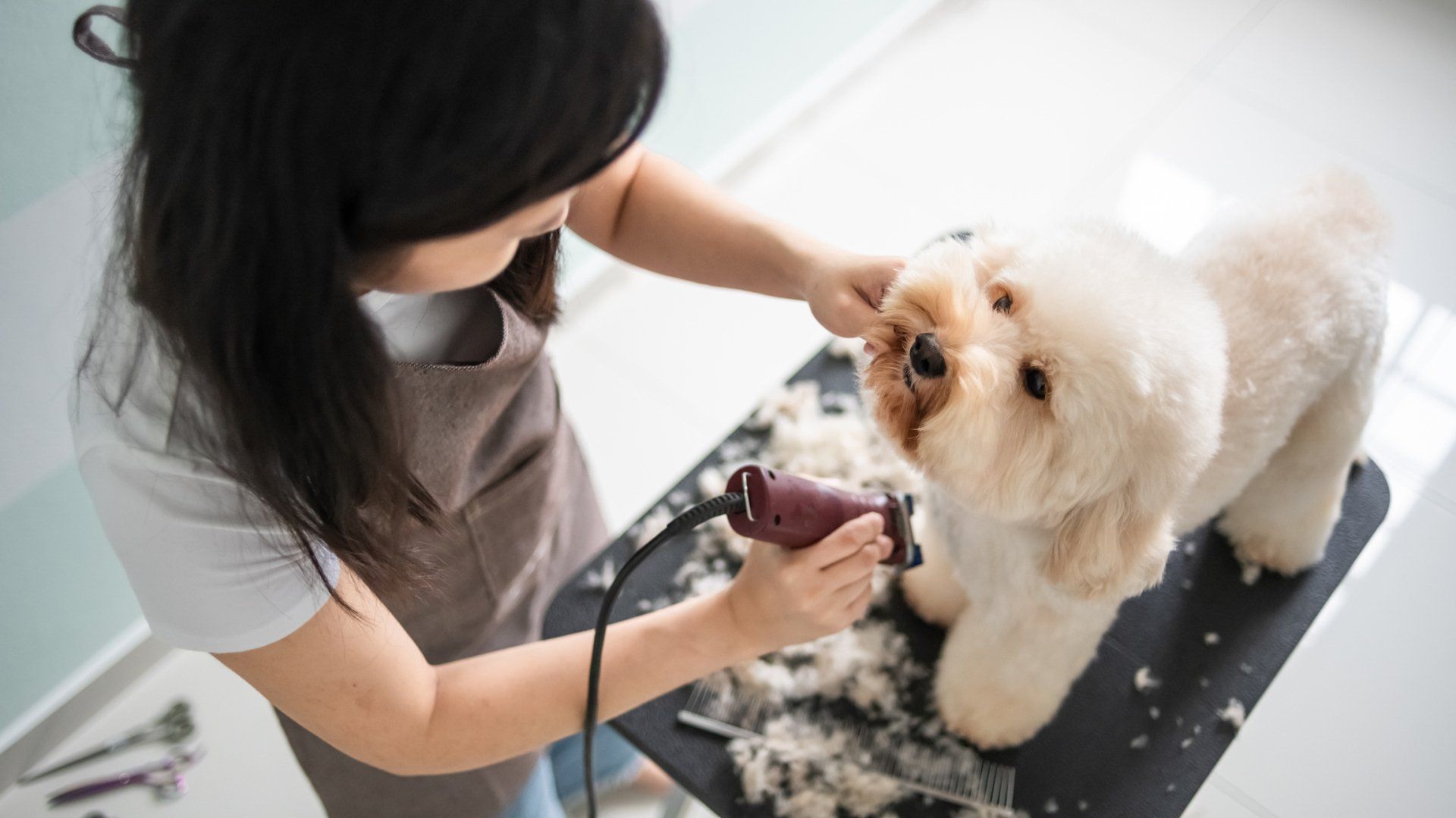 Dog Grooming - Johnson City, TN - Park Your Paws