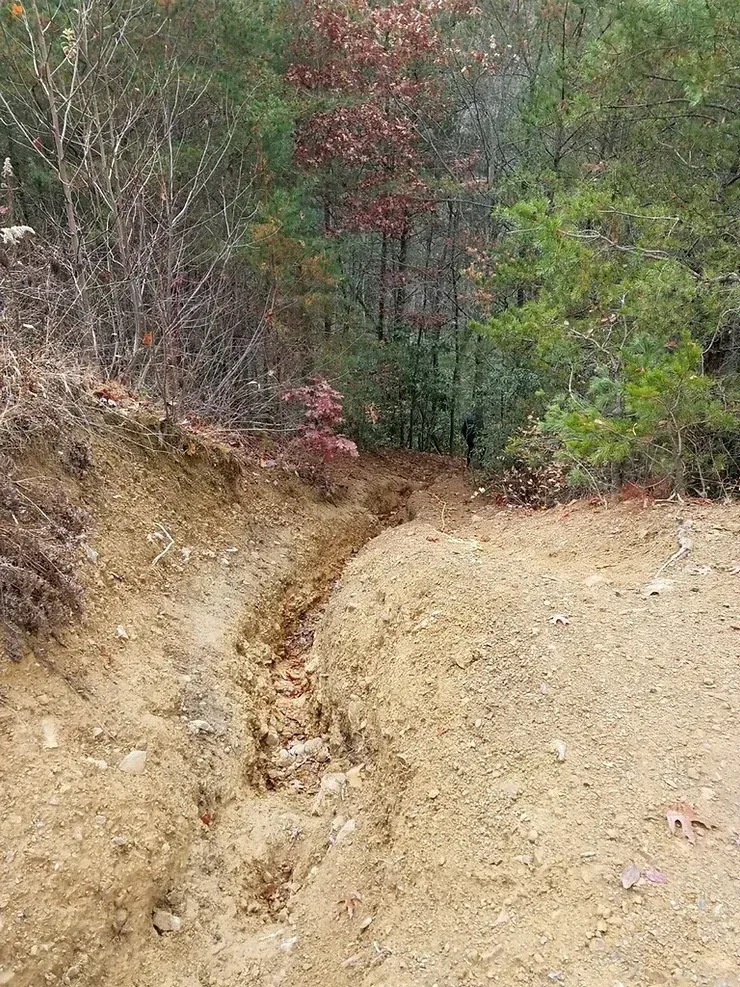A dirt road in the middle of a forest with trees in the background.