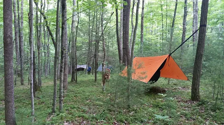 A tent is hanging from a tree in the middle of a forest.
