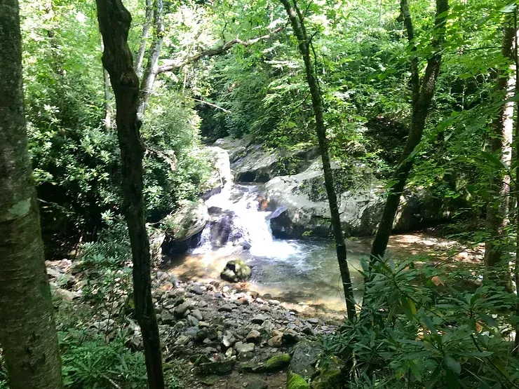 A small waterfall in the middle of a forest surrounded by trees.