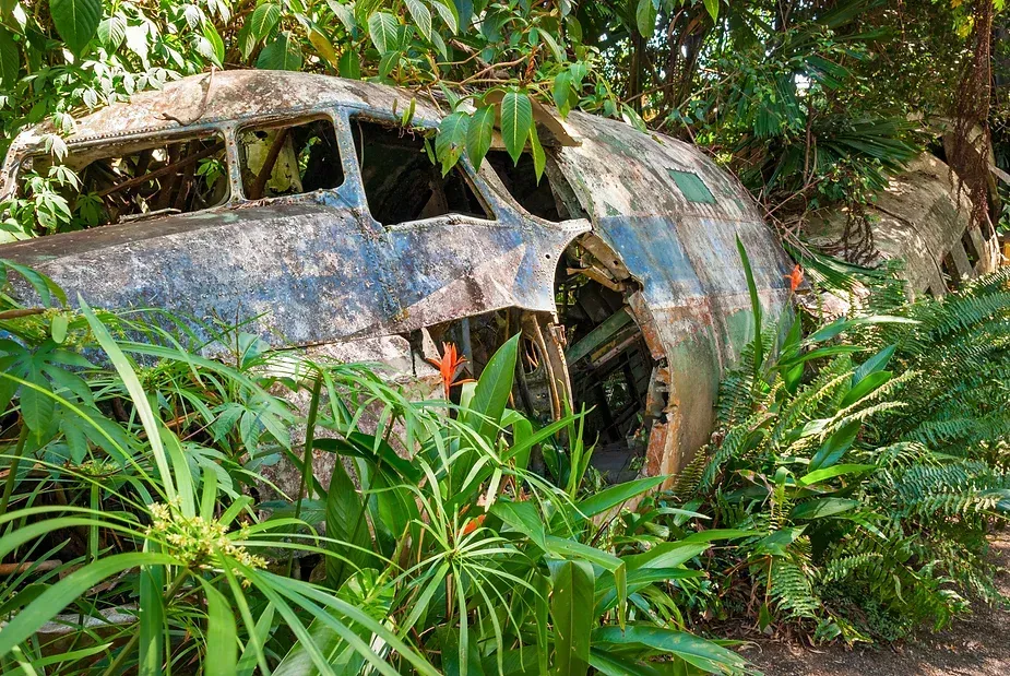 An old plane is sitting in the middle of a lush green forest.