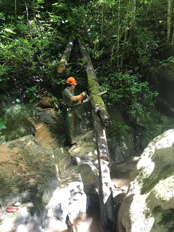 A man is cutting a tree in the woods with a chainsaw.