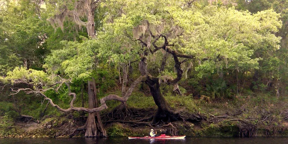 A person in a red kayak is paddling down a river surrounded by trees.