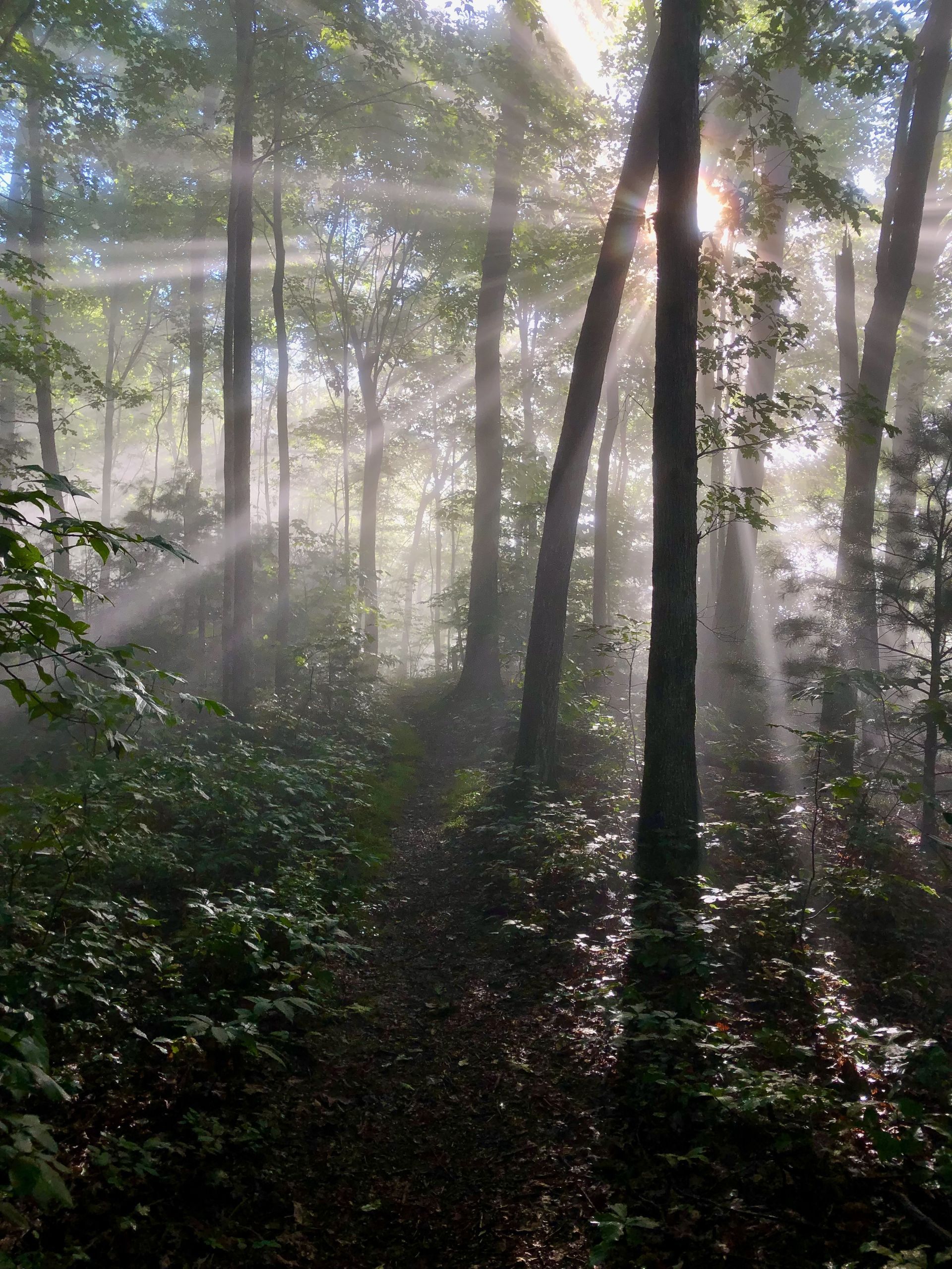 The sun is shining through the trees in the foggy forest